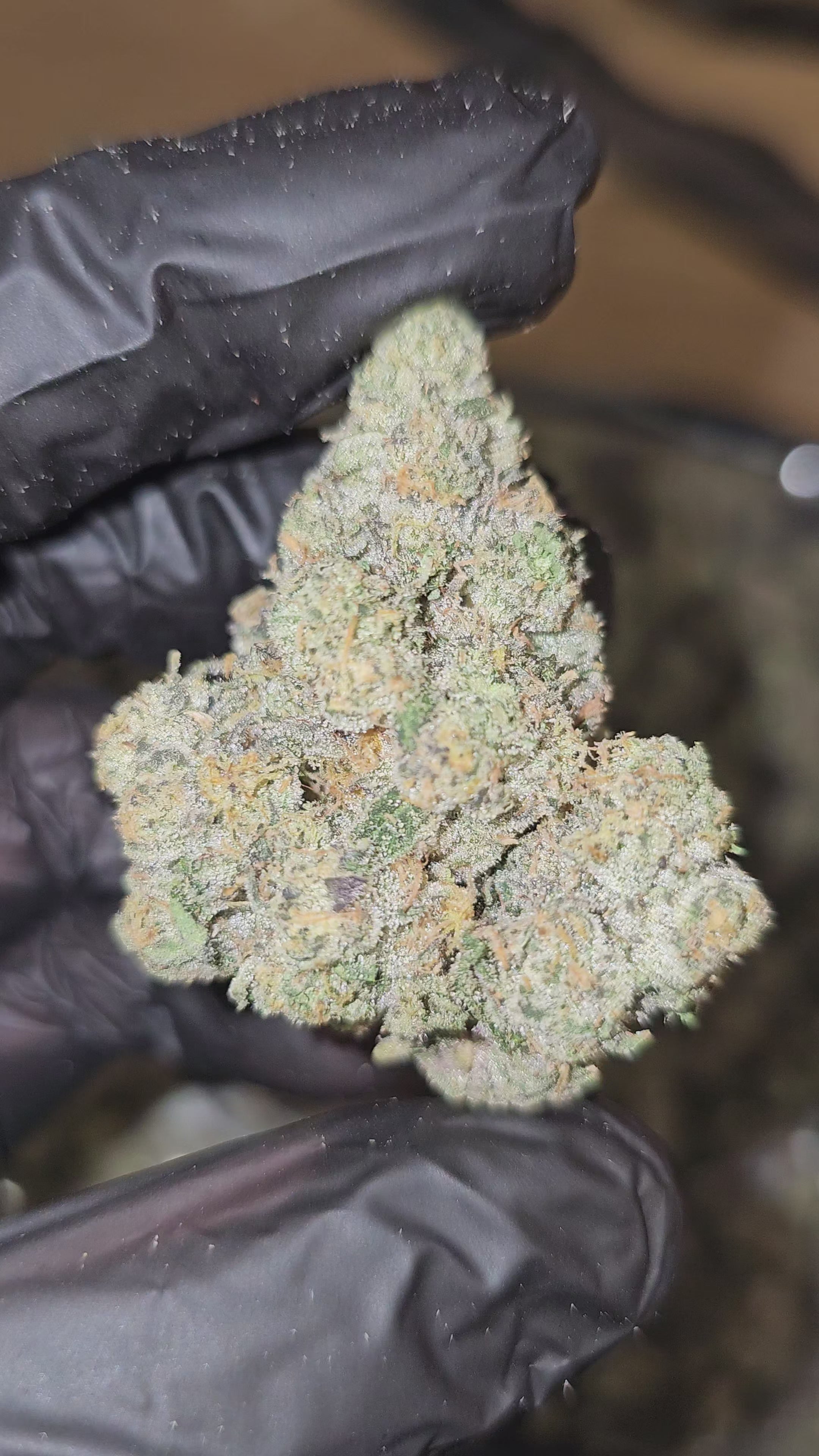 Unicorn Candy | First Cut Exotics | Flower | ON SALE