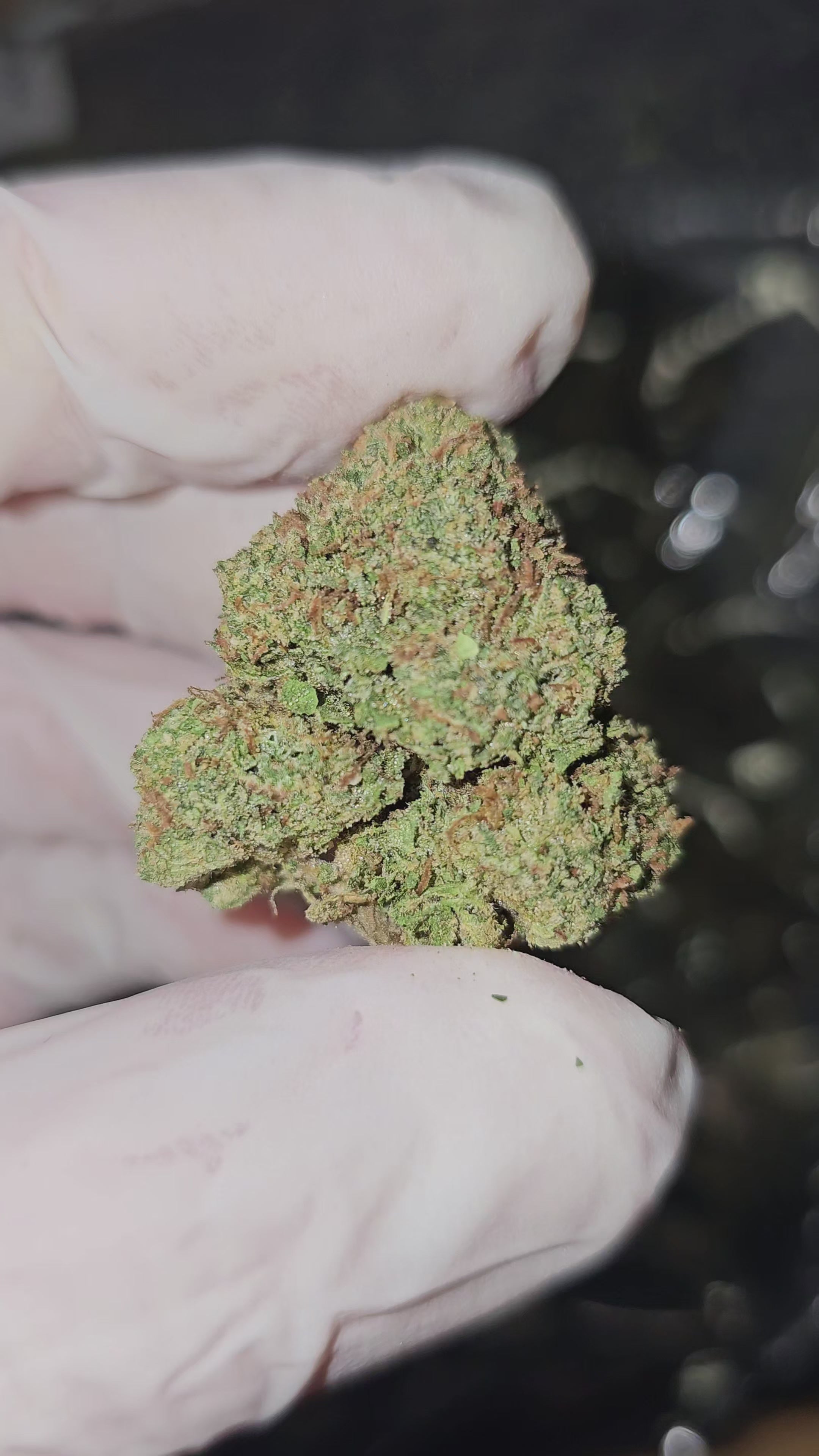 Bubblegum Gelato | Top Shelf | 29% | Flower | On Sale