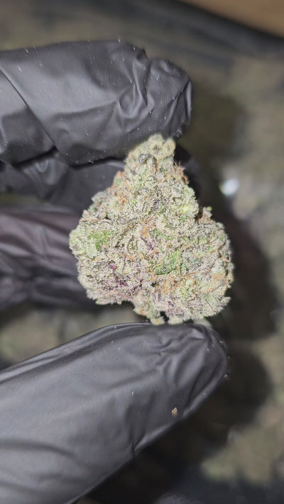 Candy Peaches | Boutique Exotics | Flower