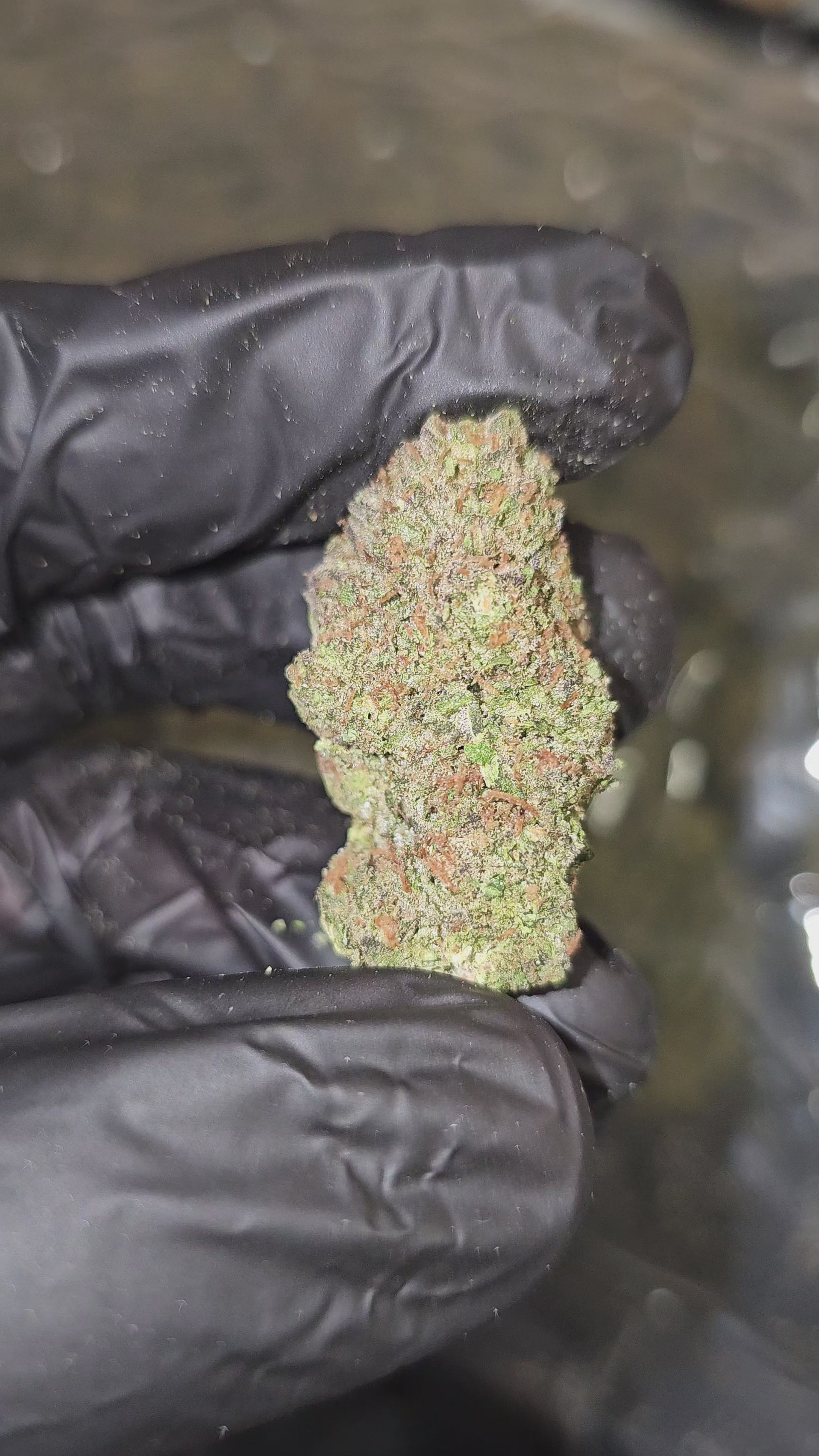 Super Runtz | Budget Top Shelf | 32% | Flower | On Sale