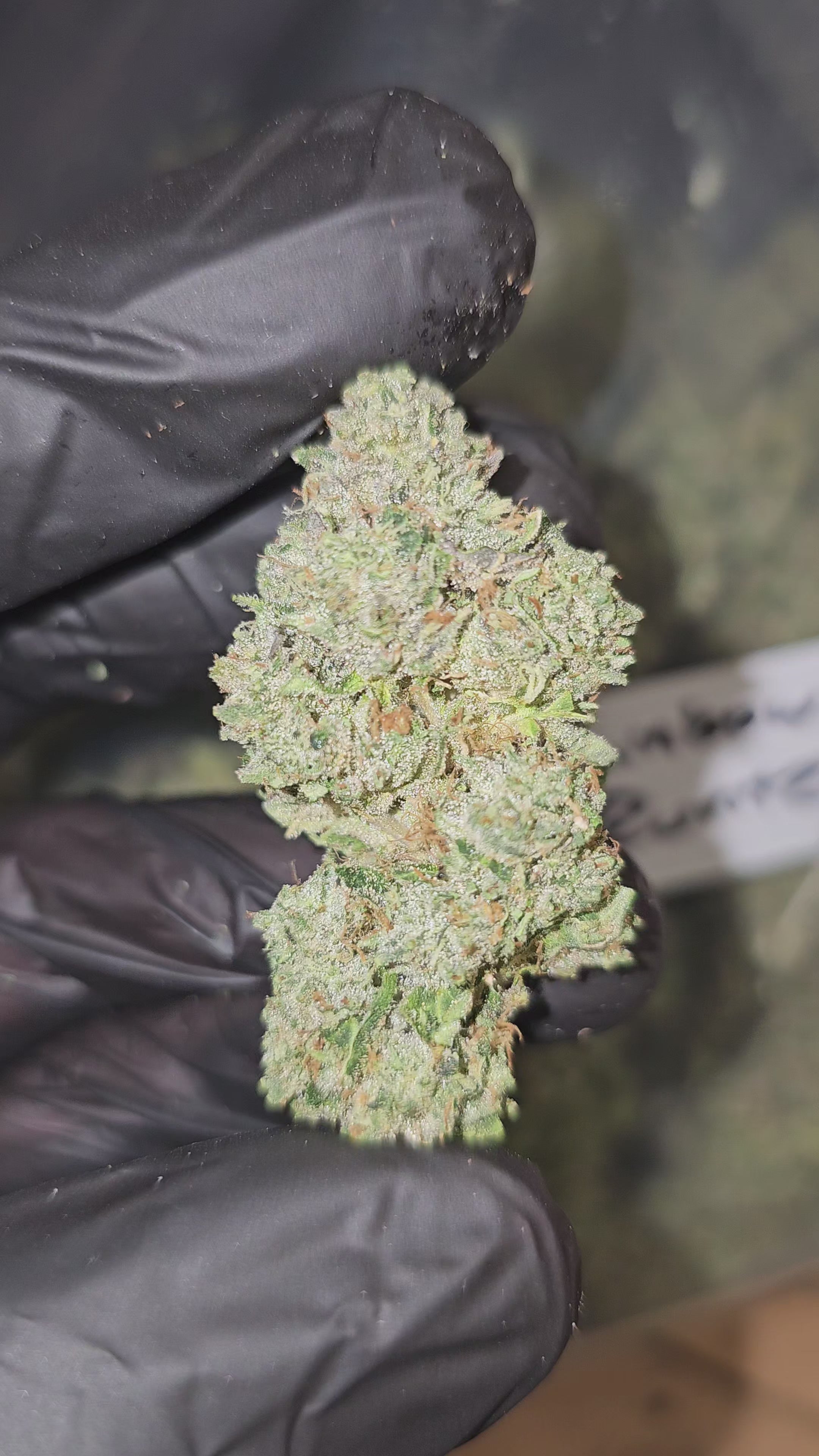 Rainbow Runtz | Top Shelf | Flower