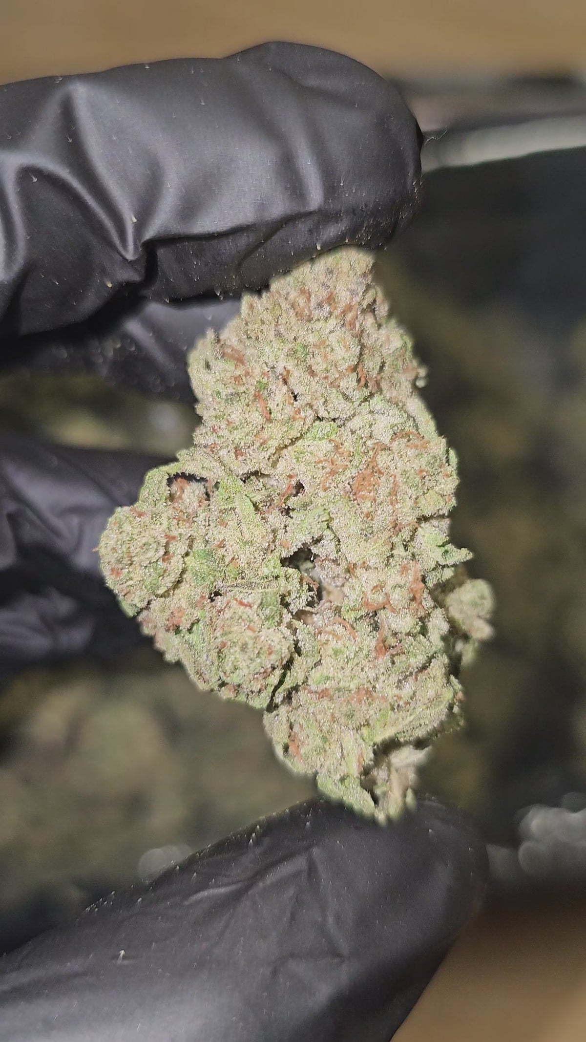 Punch Breath | Top Shelf Flower | ON SALE