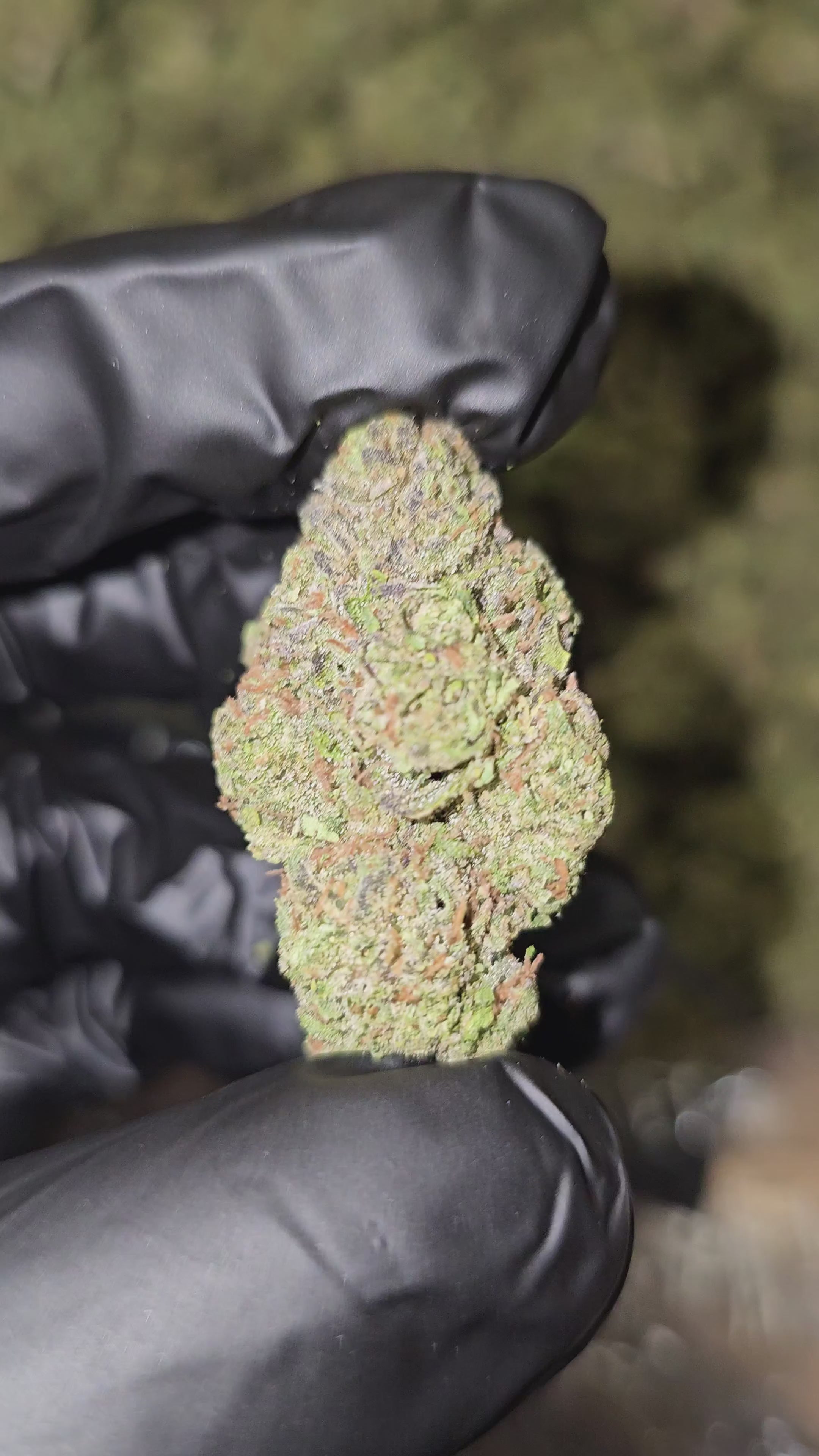 Load video: Atomic Apple | Top Shelf Flower