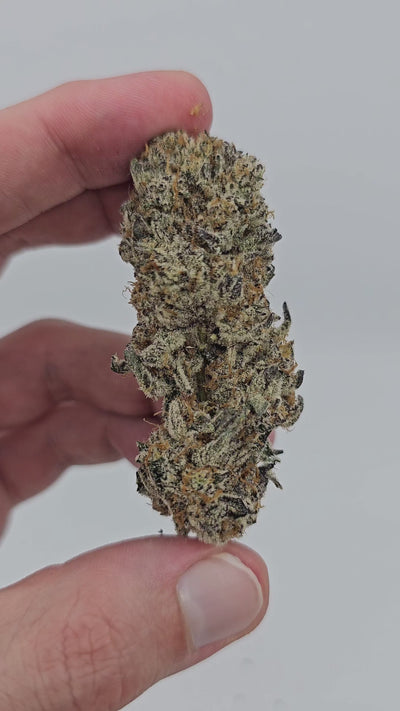 Money Maker | First Cut Exotics | 34% Flower | On Sale