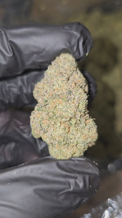 Green Crack | Top Shelf | Flower