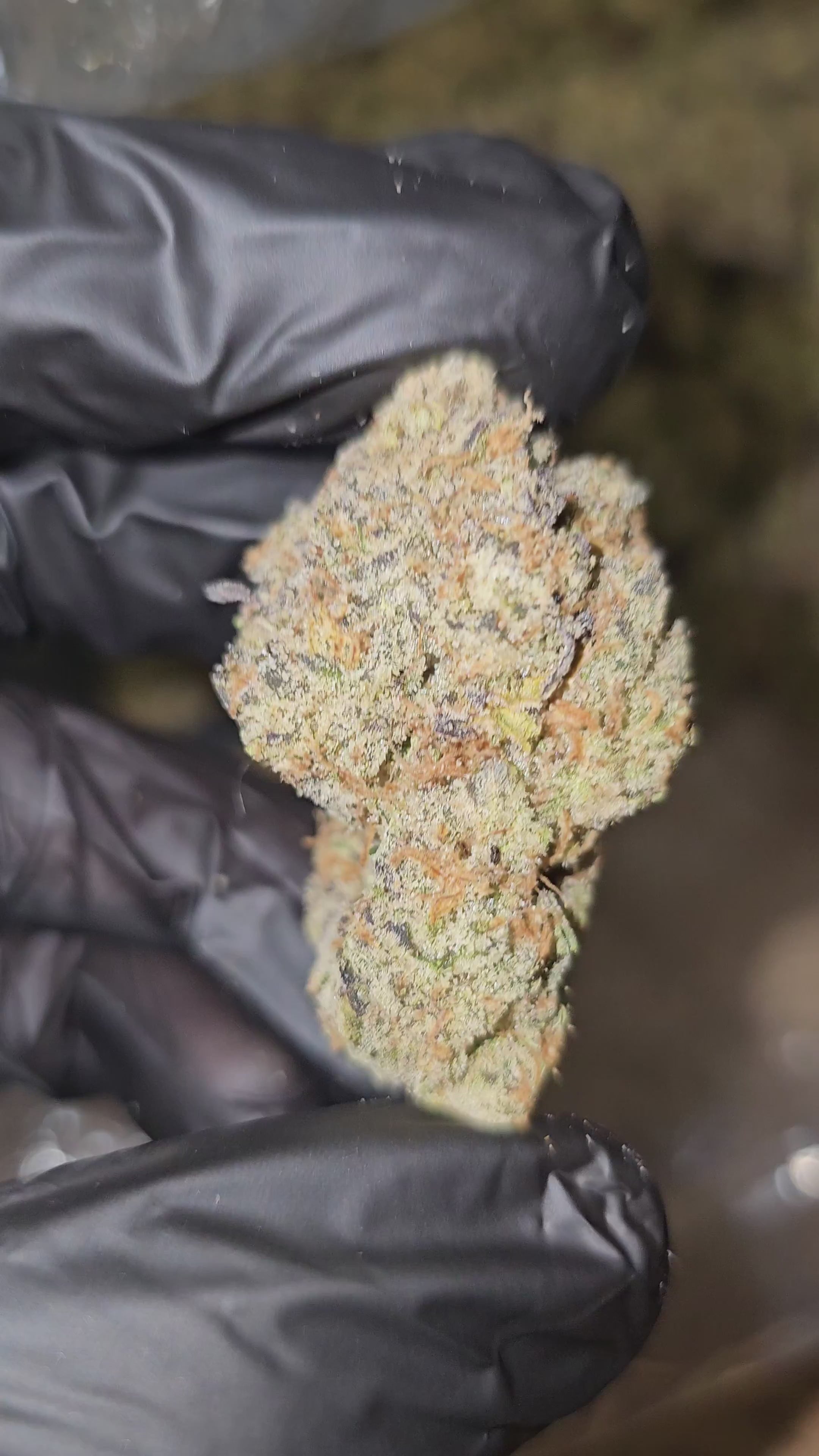 Load video: Brass Monkey | Boutique Exotics | Flower