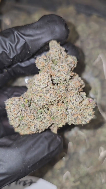 Fruit Stripes | First Cut Exotics | Flower