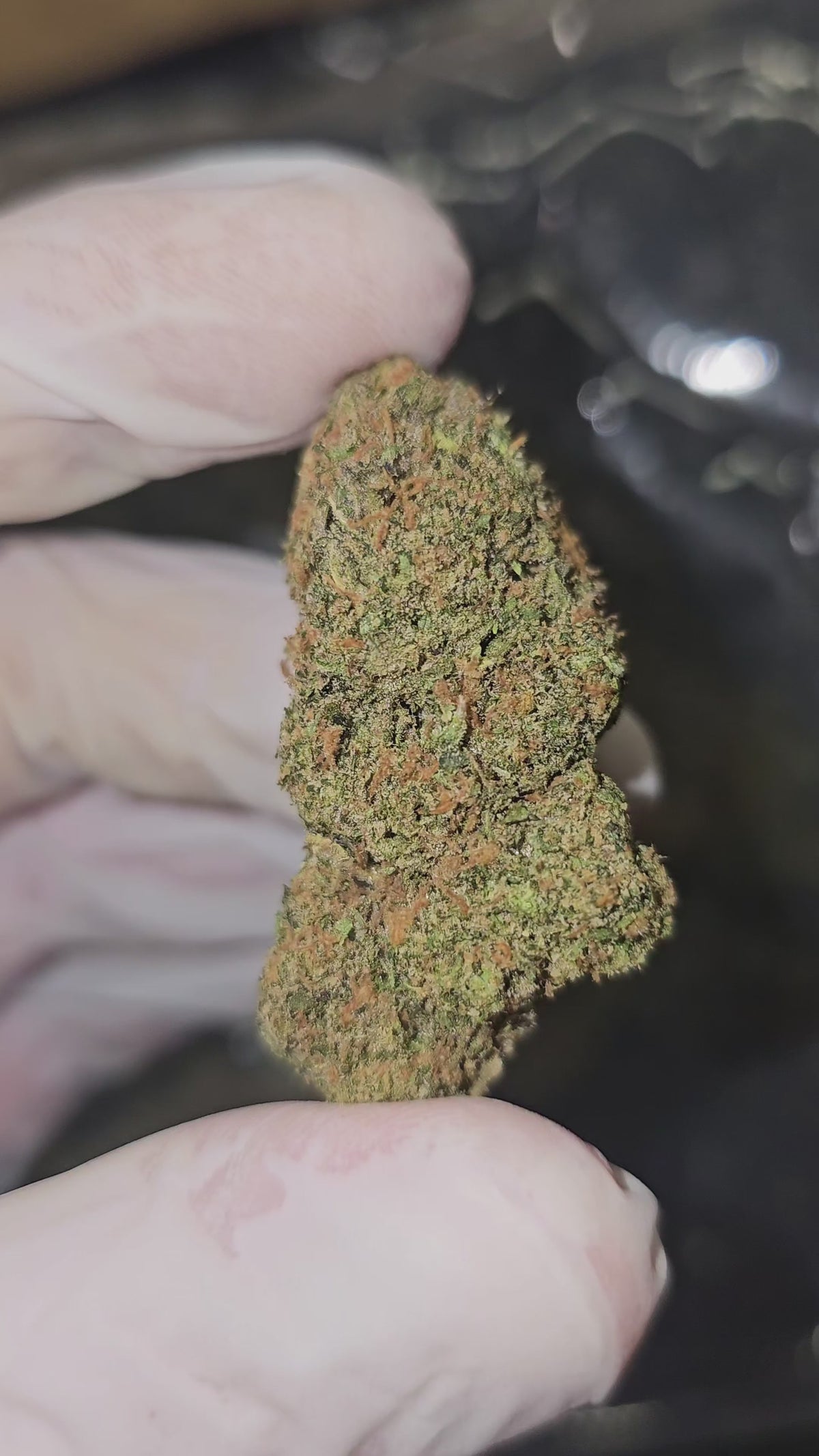 Animal Tsunami | Top Shelf Flower