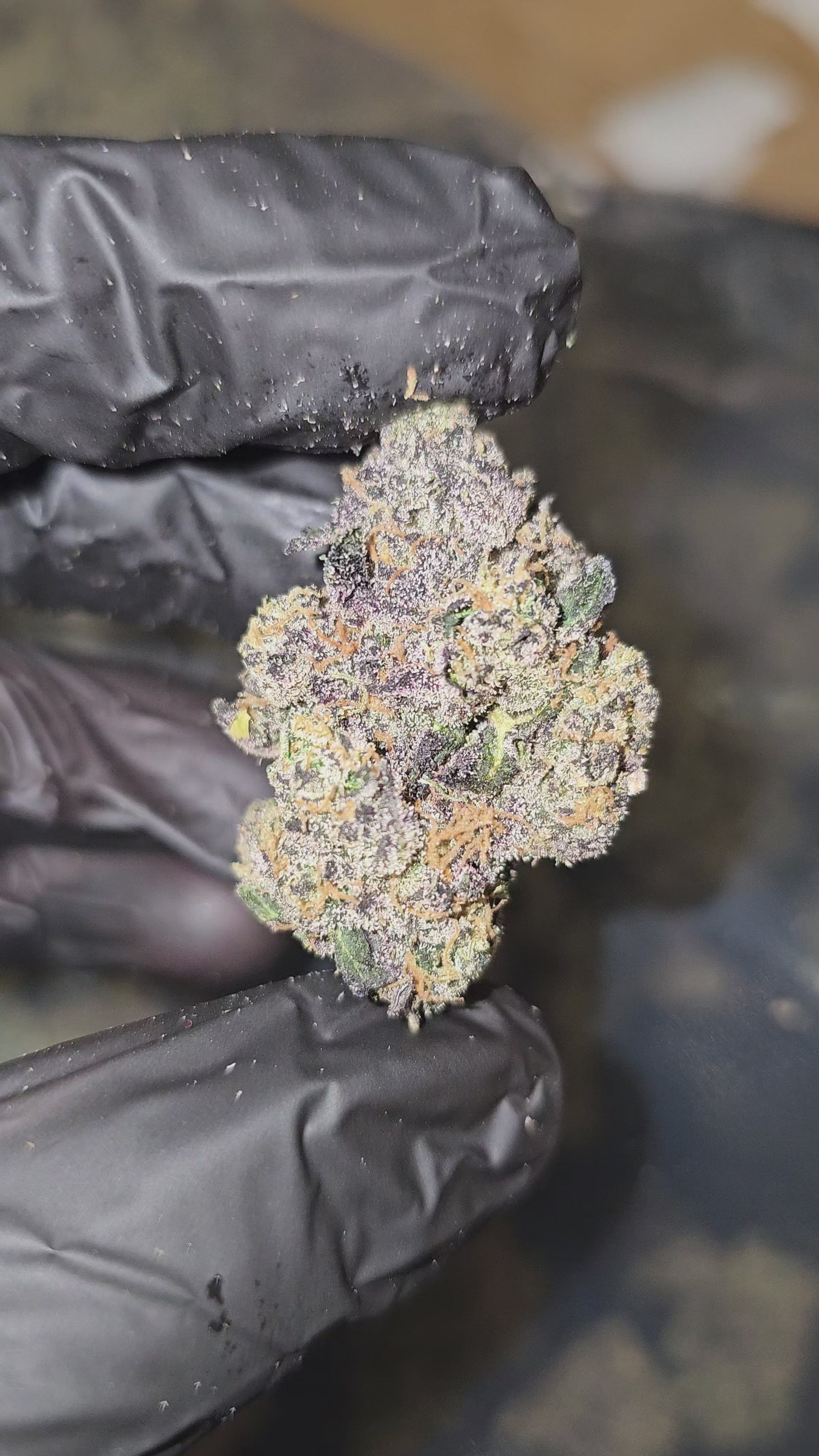 Animal Cookies | First Cut Exotics | Flower