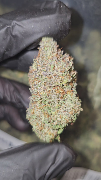 Sherbanger #2 | Top Shelf | Flower