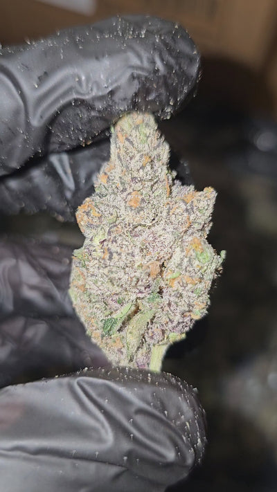 Oakland Runtz | First Cut Exotics | 33% | Flower