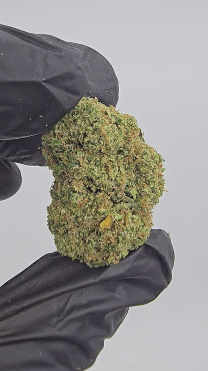 Wonder Bread | Top Shelf | Flower