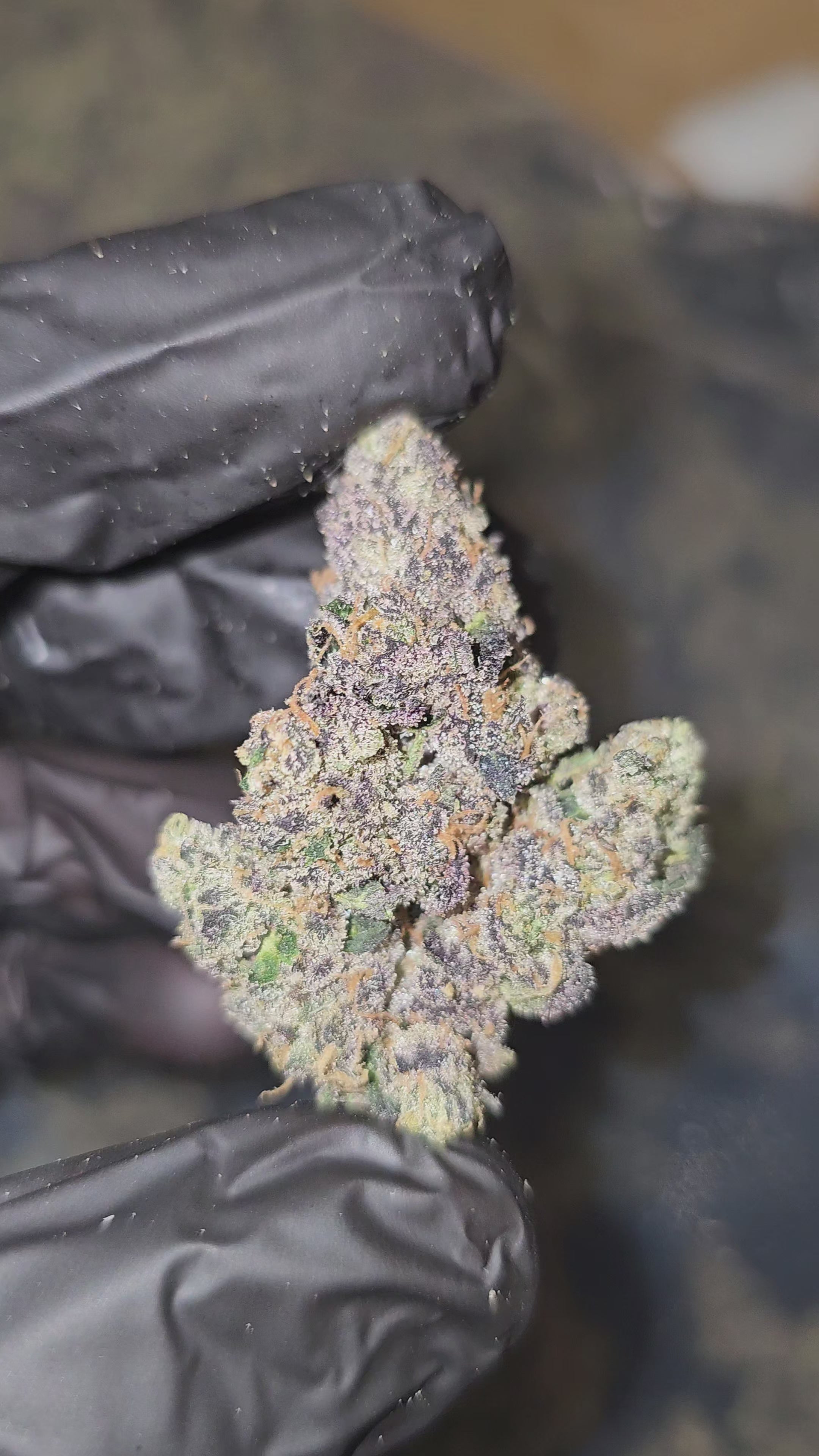 Animal Cookies | First Cut Exotics | Flower