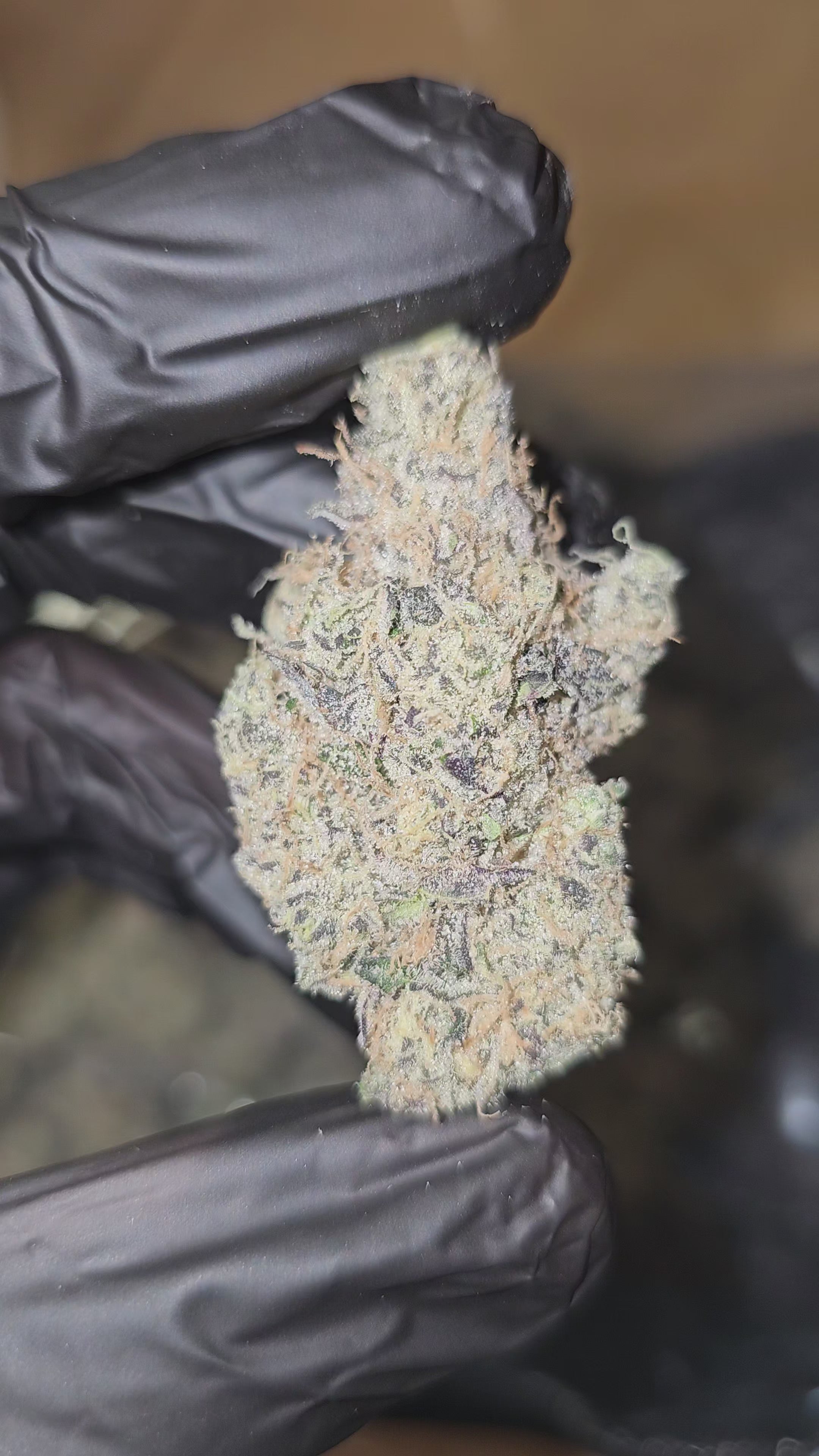 G Piff | First Cut Exotics | Flower | 32%