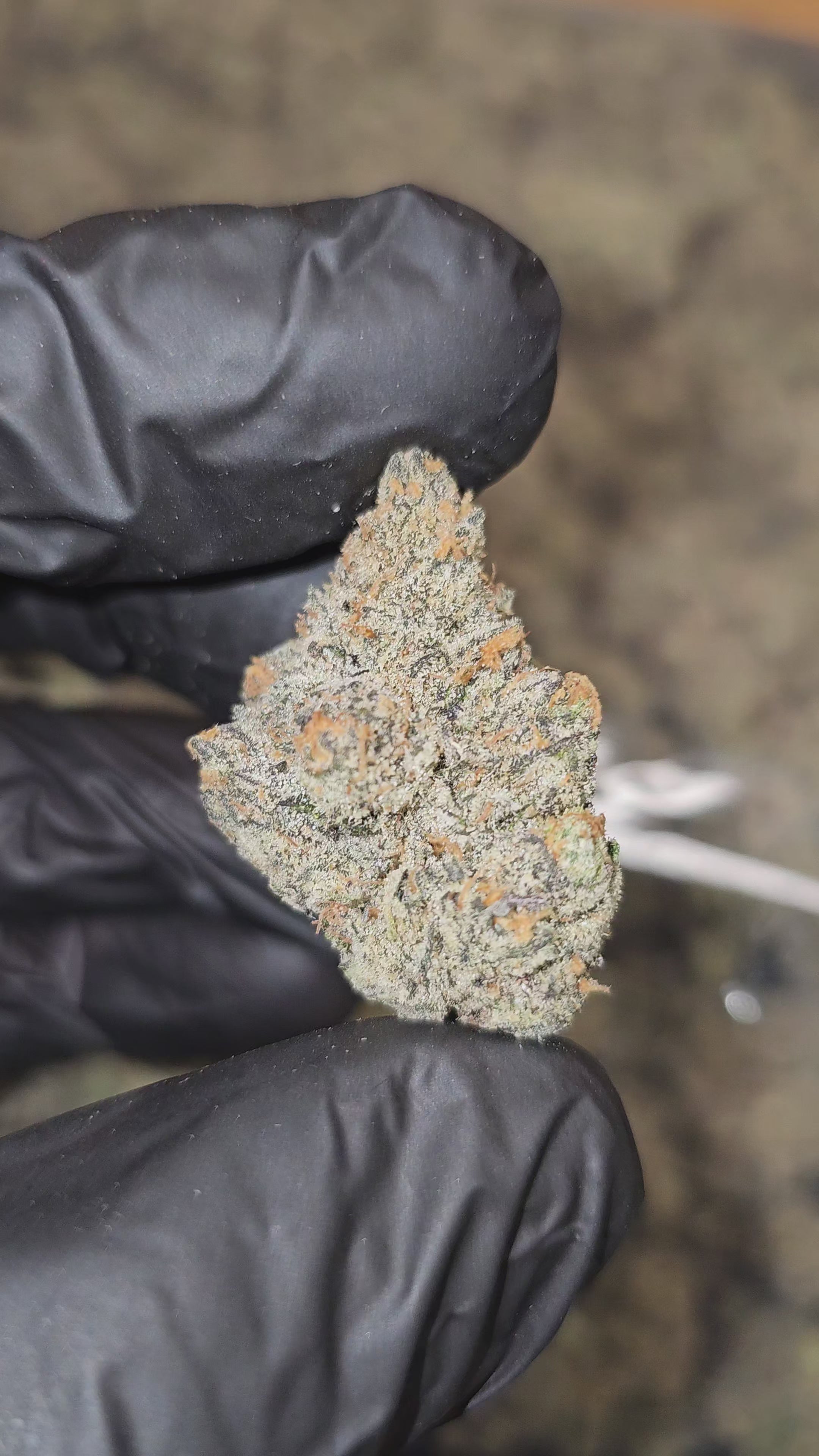 Freakshow F8 | First Cut Exotics | Flower