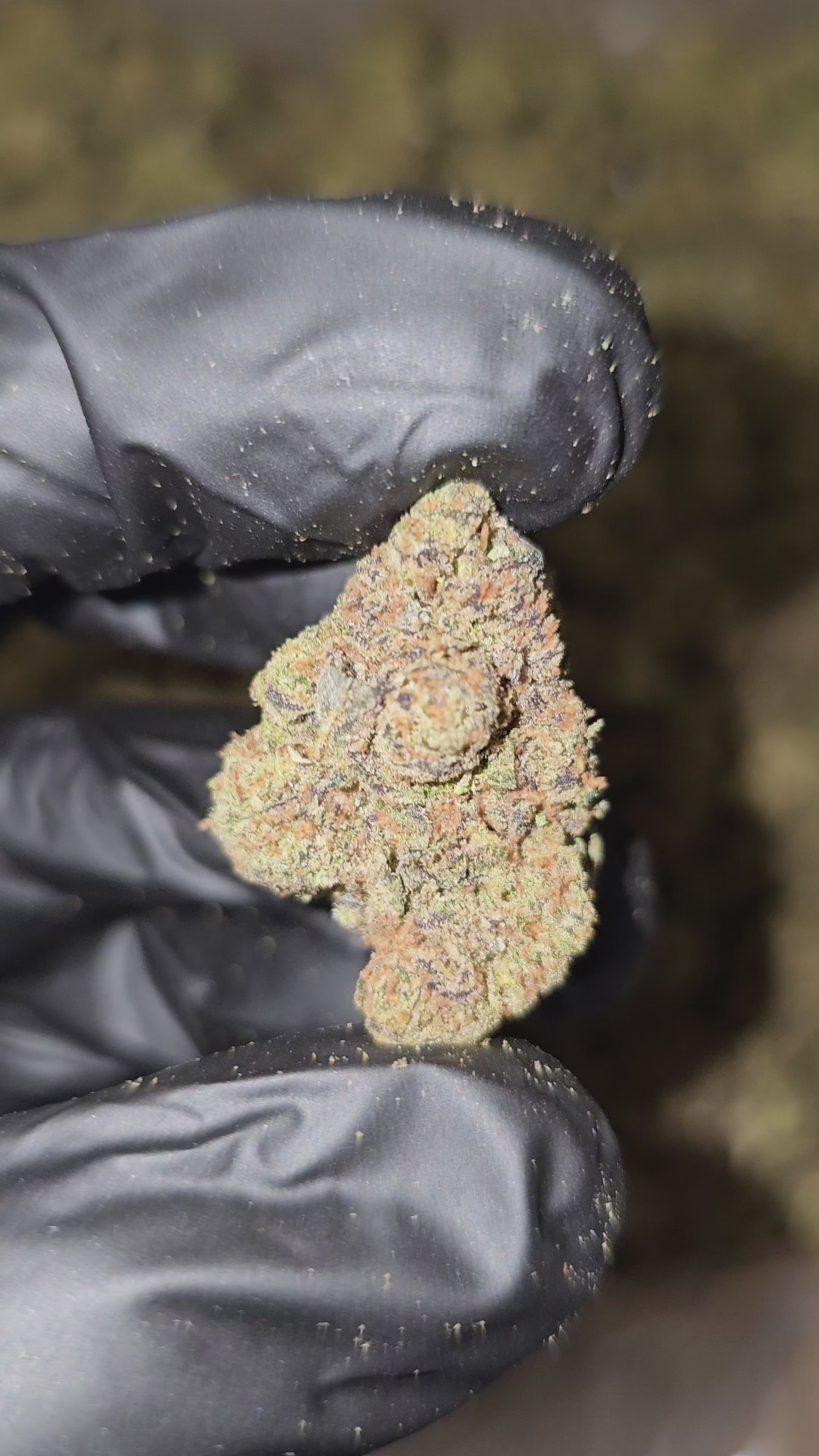 Black Runtz | Top Shelf | Flower | On Sale