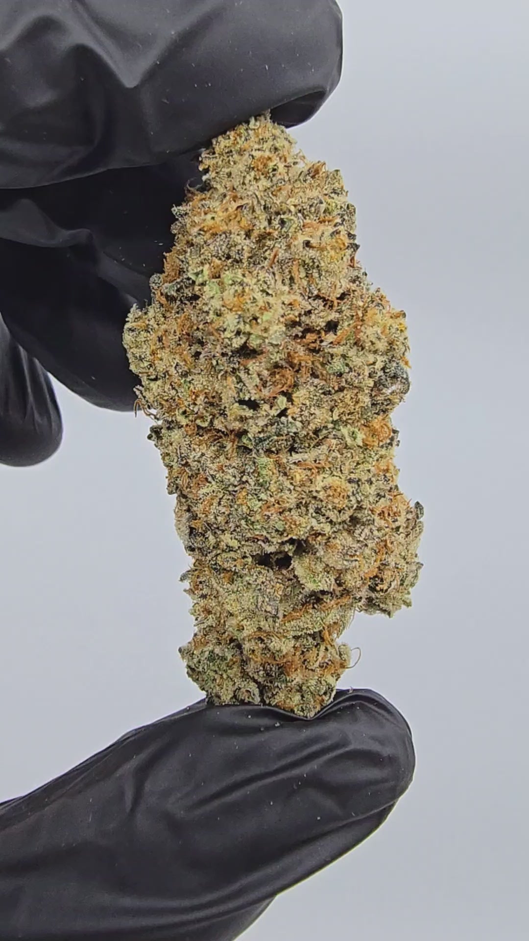 Garlic Icing | Boutique Exotics | Flower | 32.31%
