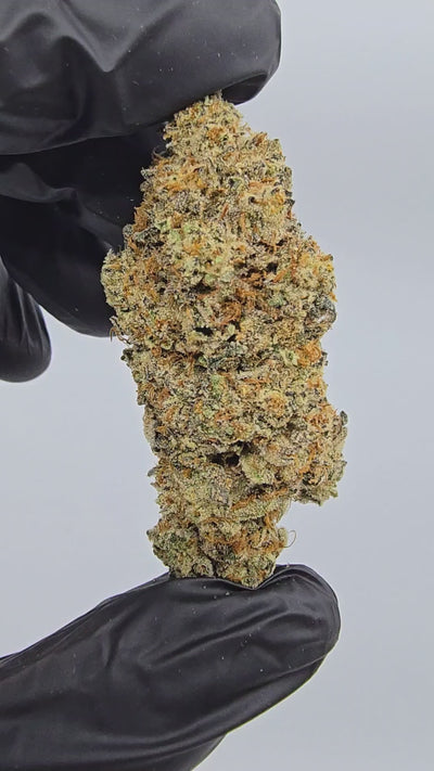 Garlic Icing | Boutique Exotics | Flower | 32.31%