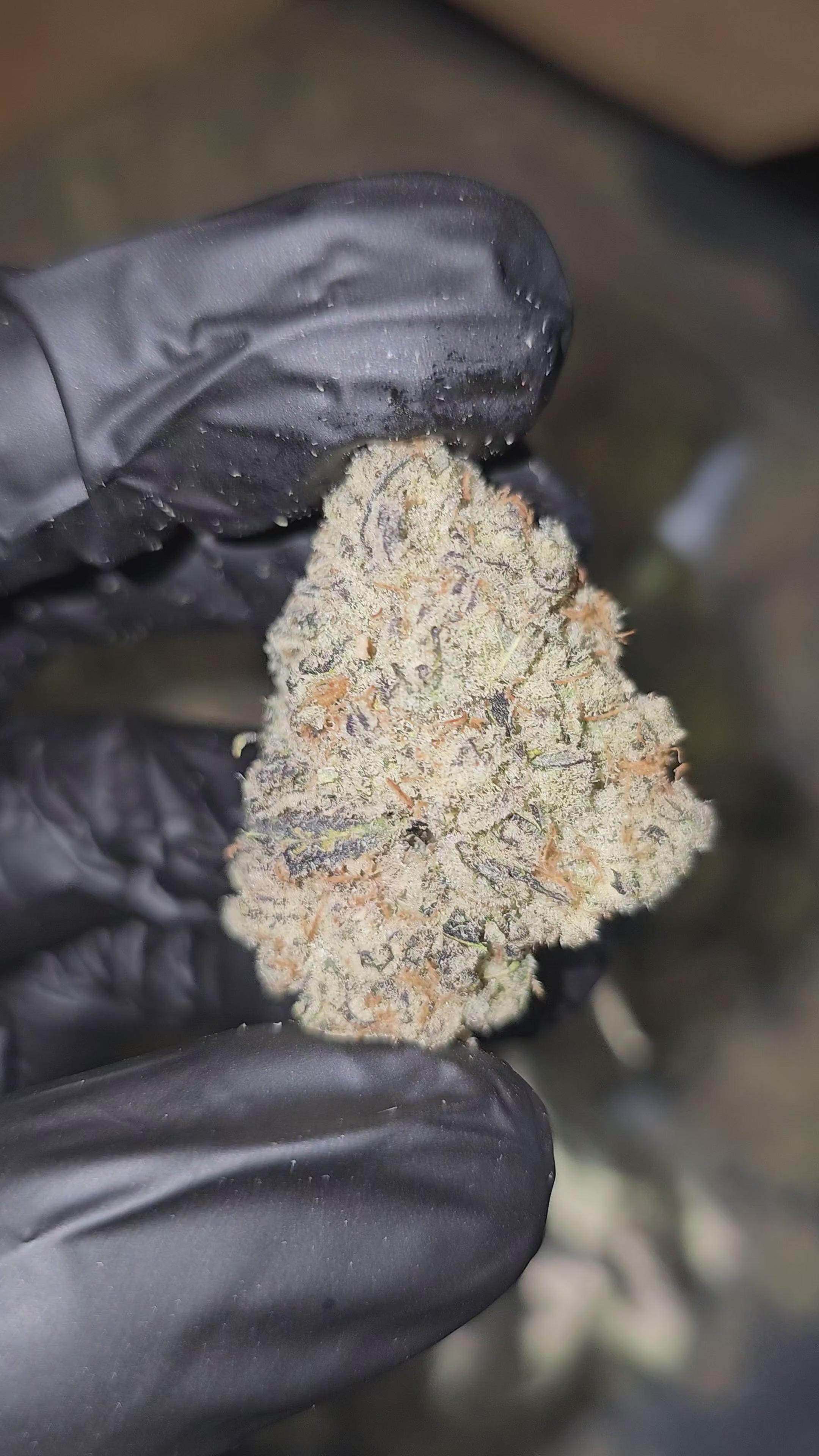Banana MAC | First Cut Exotics | Flower