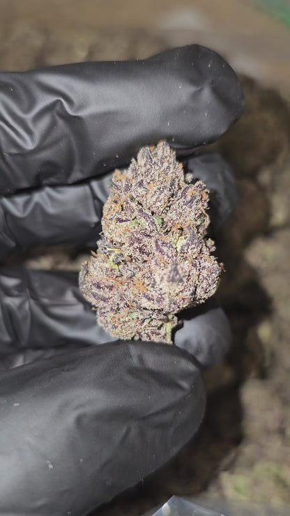 Ridgeline Lantz | First Cut Exotics | Flower | 31.41%