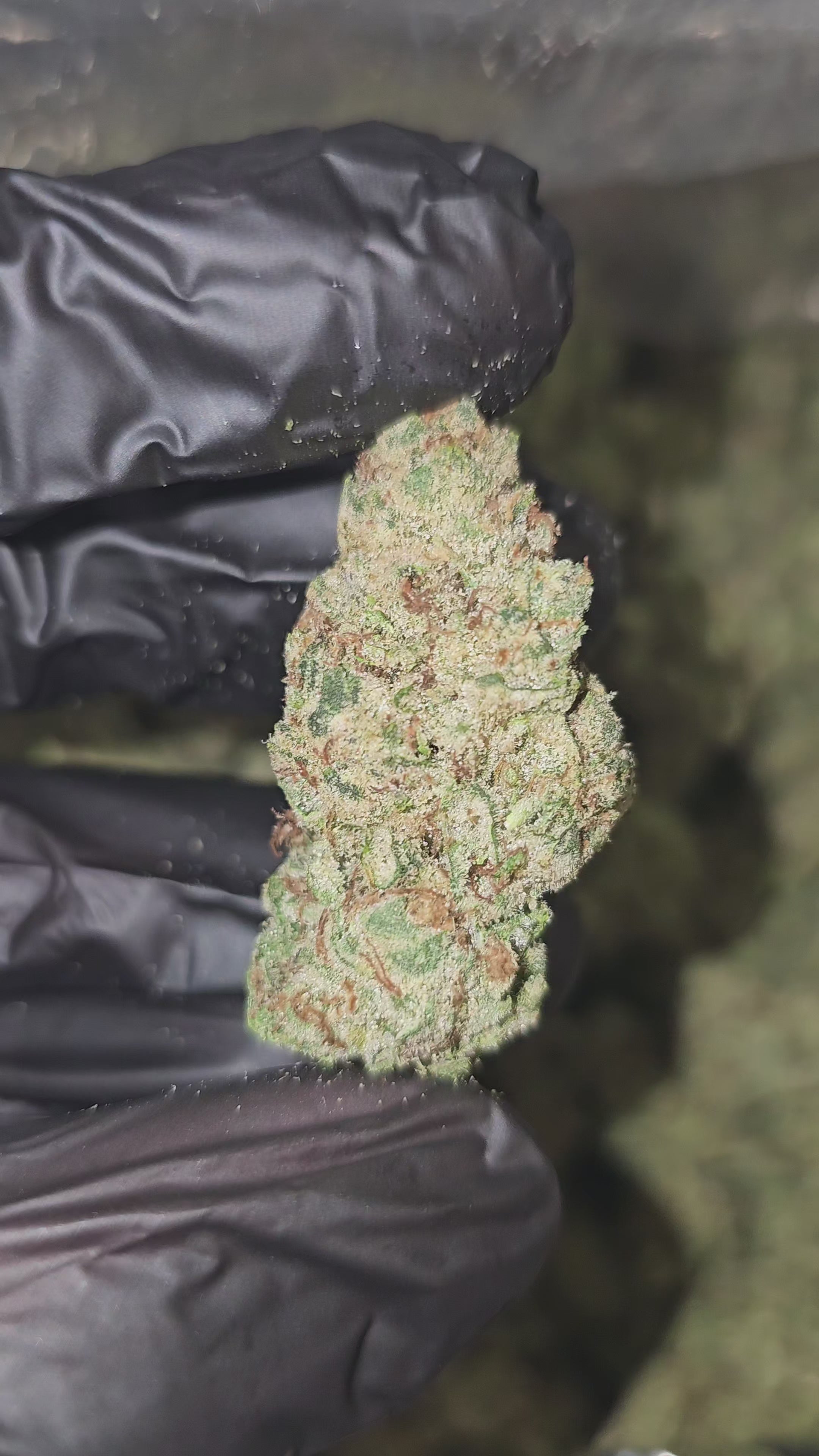 Papaya Pie | Top Tier | Flower