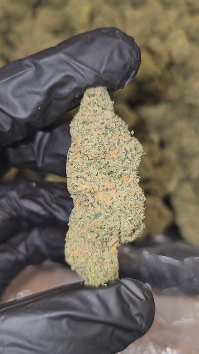 Island Punch | Boutique Exotics | Flower | On Sale - Members Only