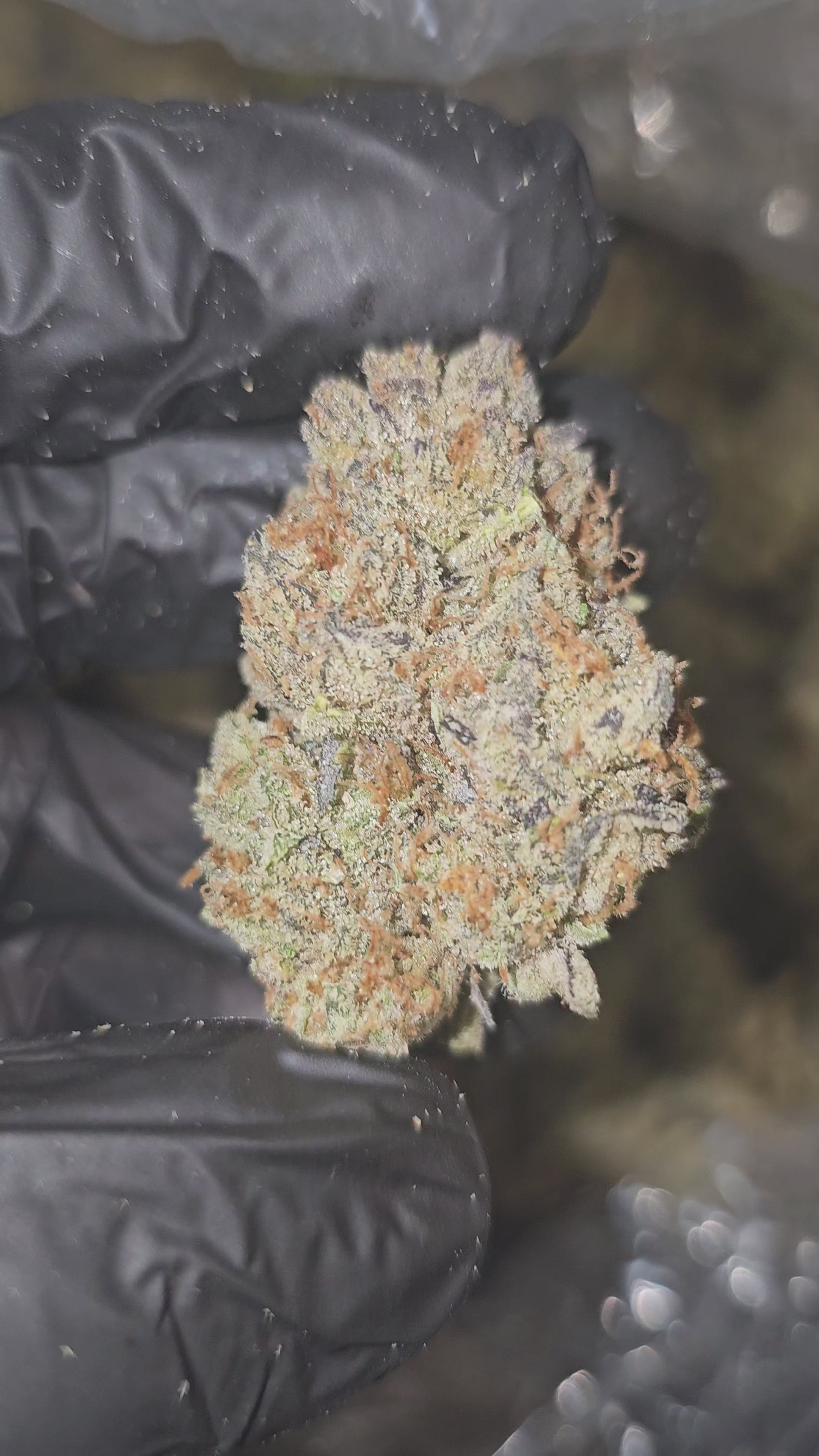 Load video: Kaleidoscope | First Cut Exotics | Flower