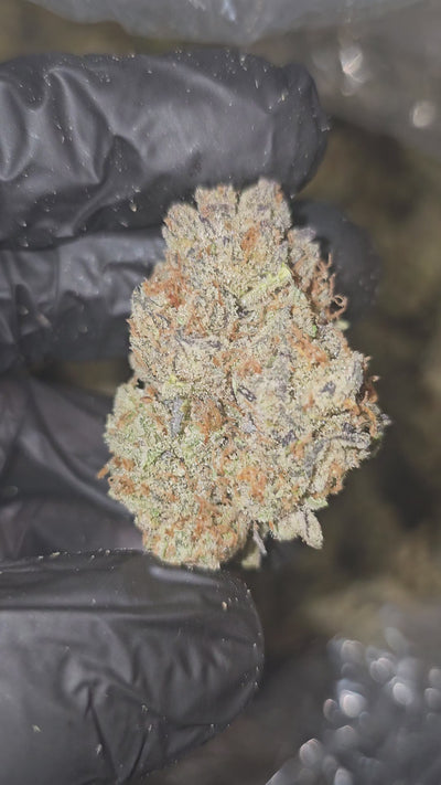 Kaleidoscope | First Cut Exotics | Flower