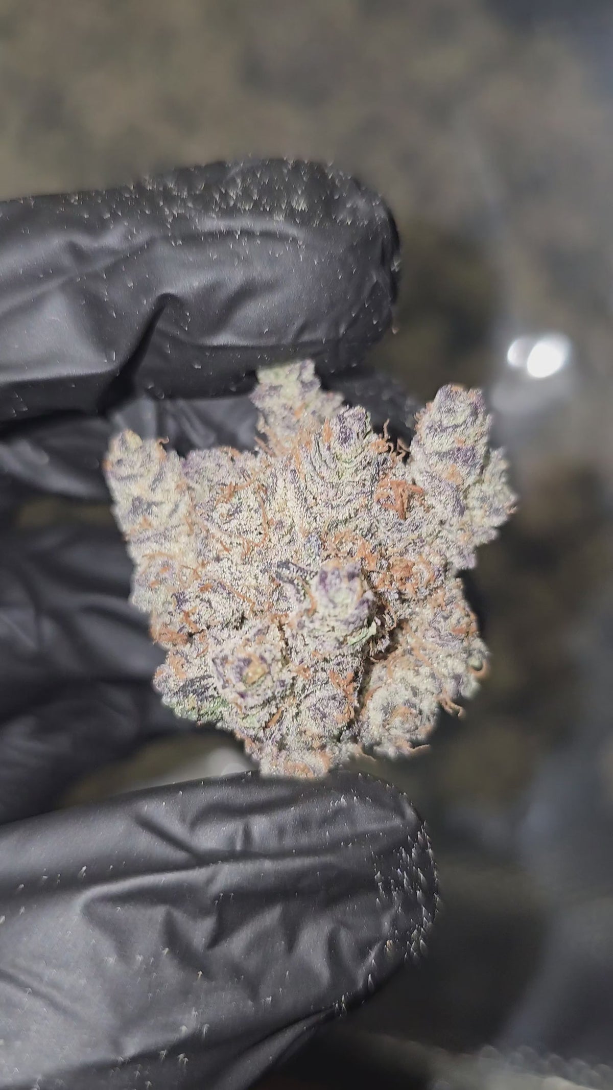 Load video: Garlic Icing | First Cut Exotics | 32% Flower