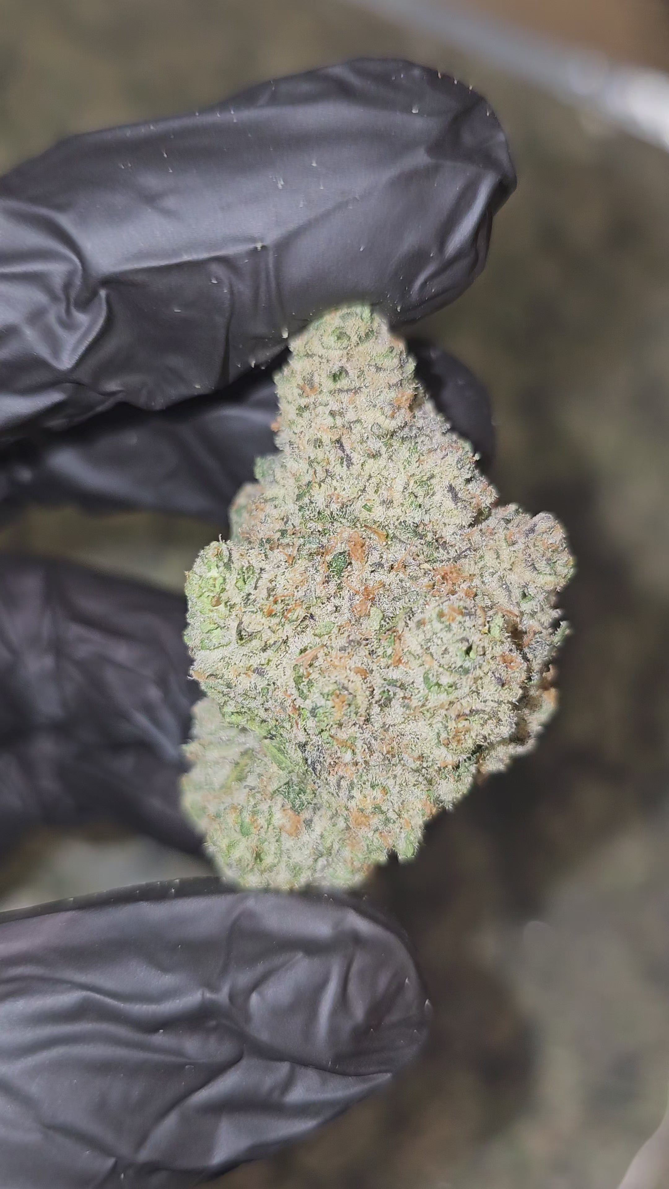 Load video: KK Sherbet | Boutique Exotics | Flower | 31.39% | On Sale - Members Only