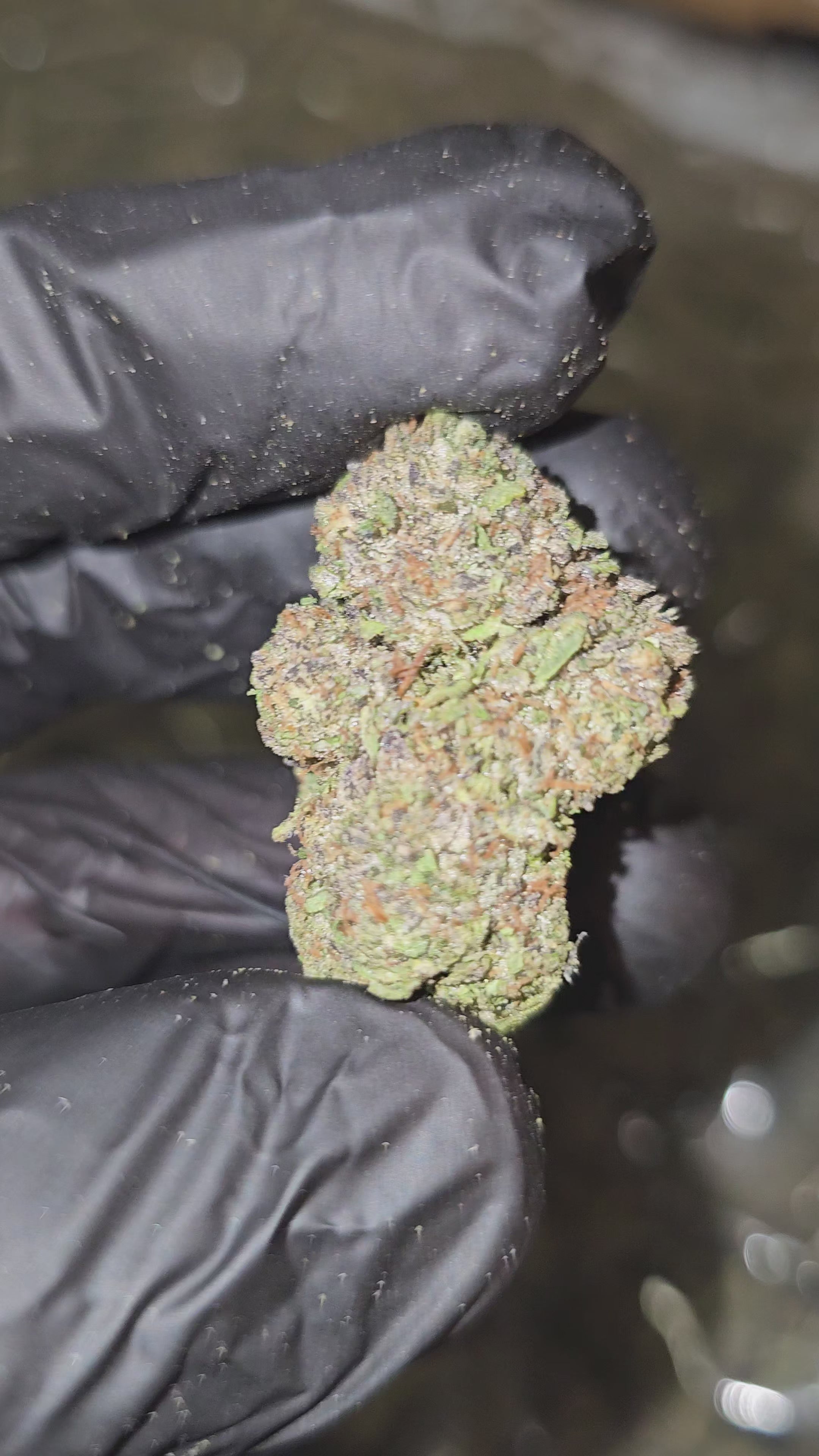 Blue Gushers | Top Shelf | 35% | Flower | On Sale