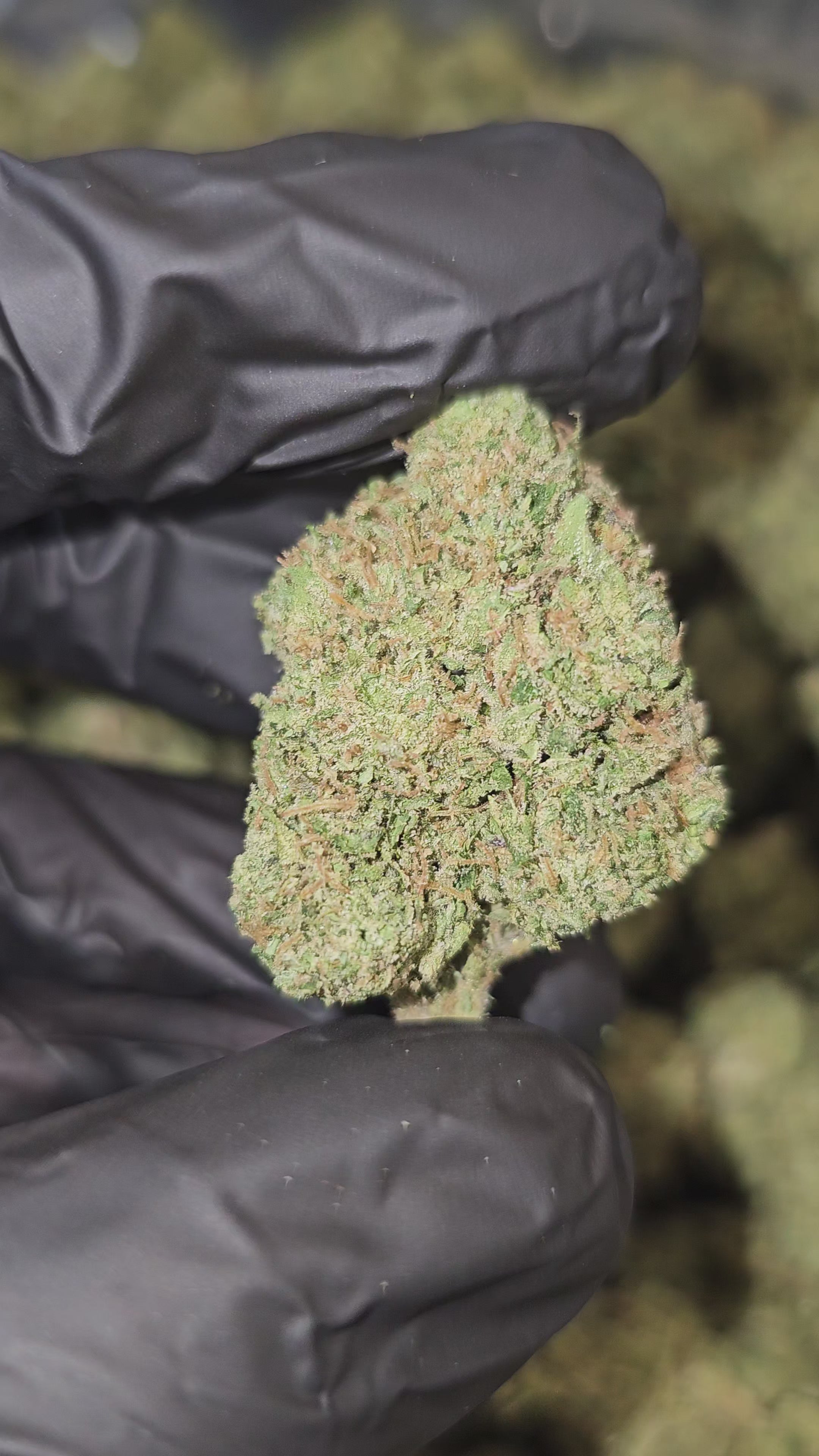 Larry OG | Top Shelf | Flower | ON SALE