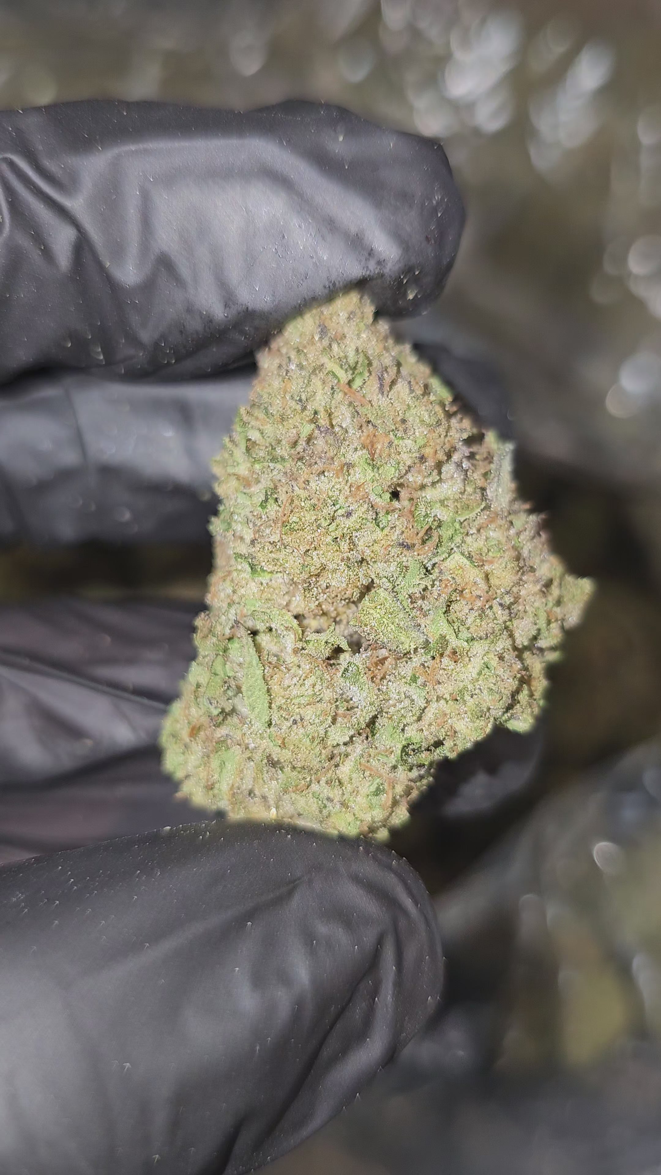 Mule Fuel | Top Shelf | Flower