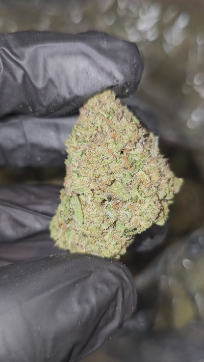 Mule Fuel | Top Shelf | Flower