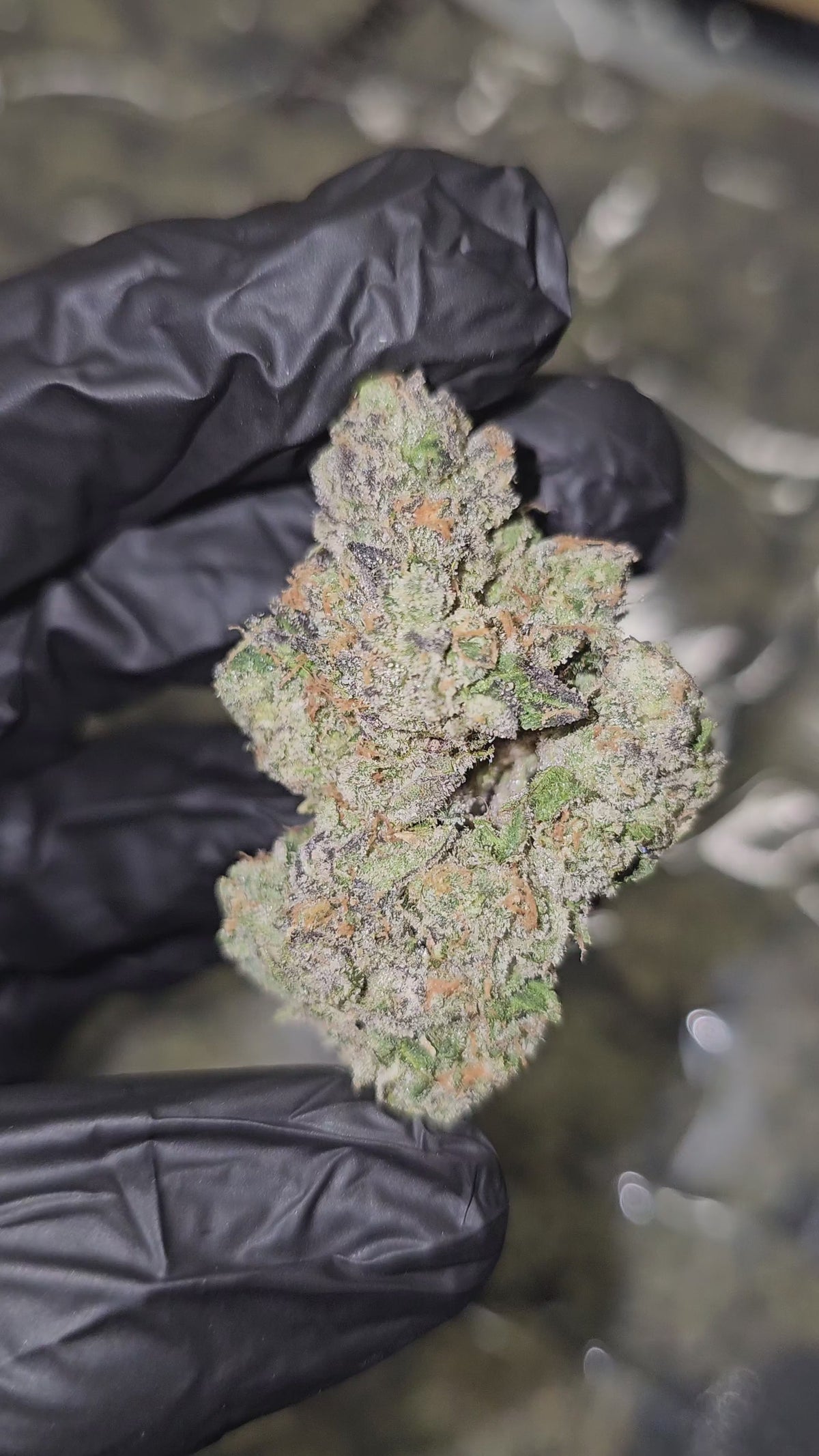 Load video: Toad Venom | First Cut Exotics | Flower