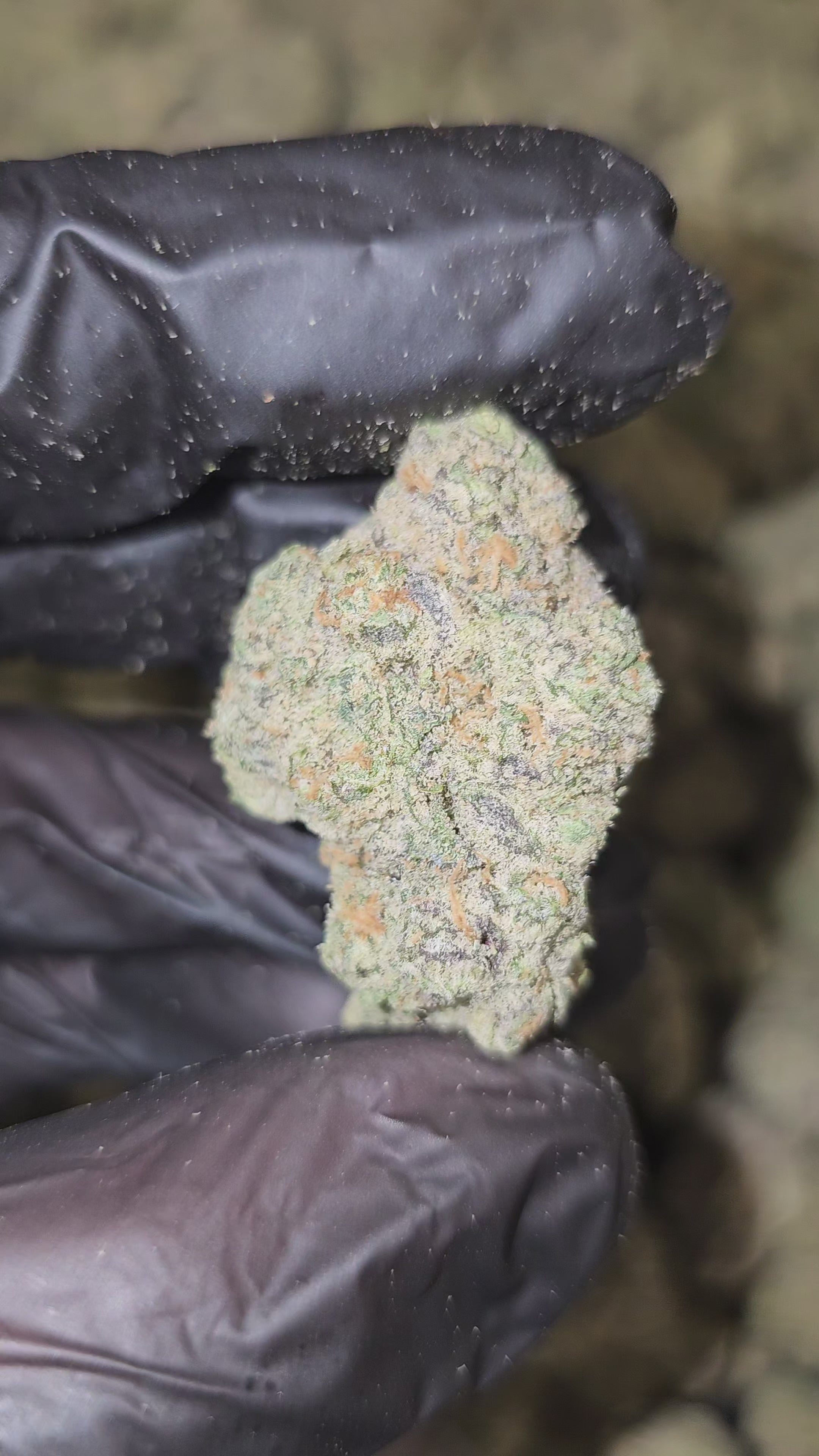 818 Headband | Boutique Exotics | Flower | MEMBERS ONLY DEAL