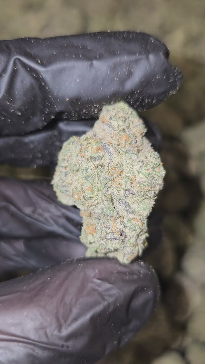 818 Headband | Boutique Exotics | Flower | MEMBERS ONLY DEAL