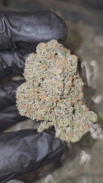 Fruit Stripes | First Cut Exotics | Flower