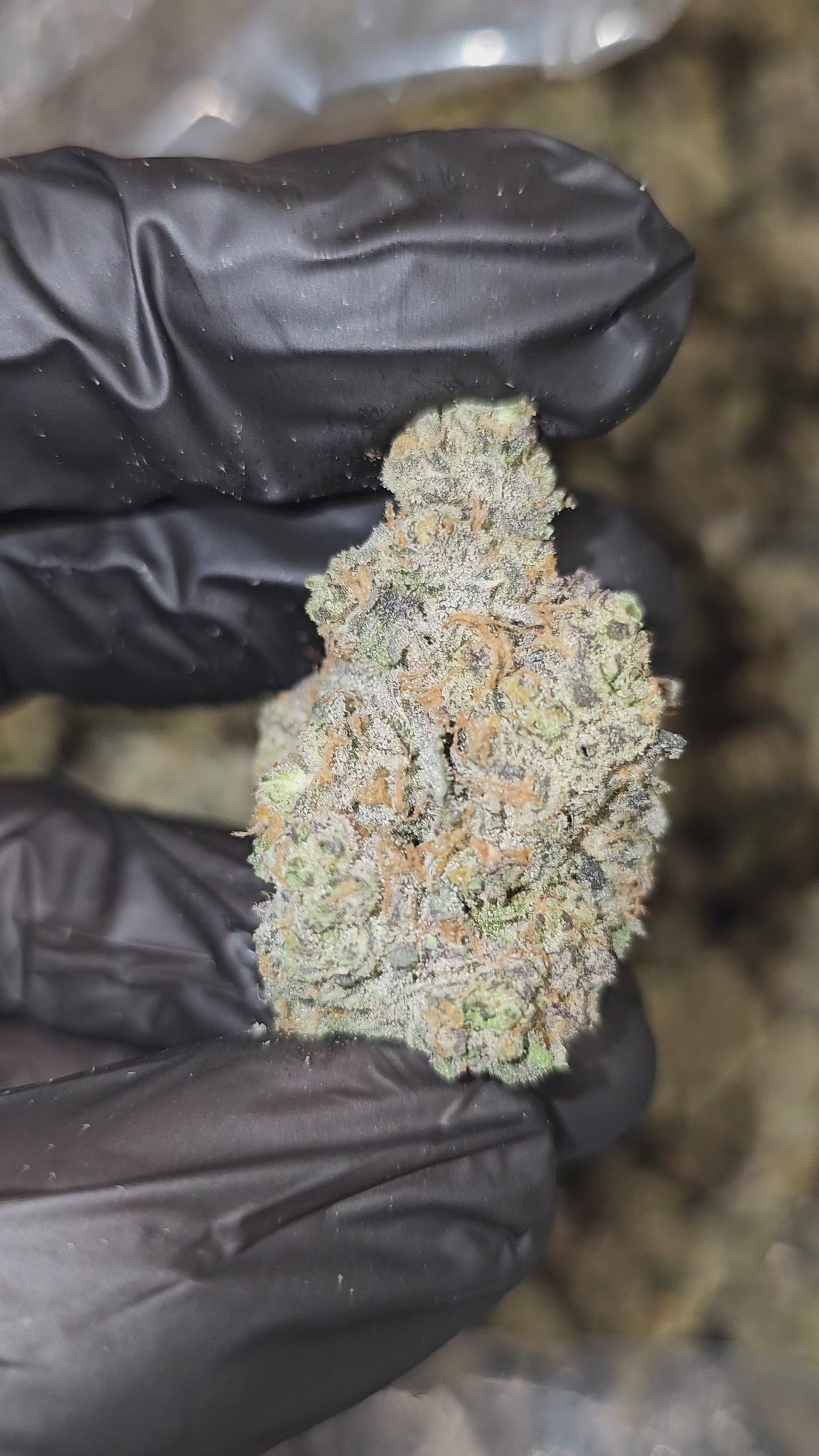 London Jealousy | Boutique Exotics | Flower