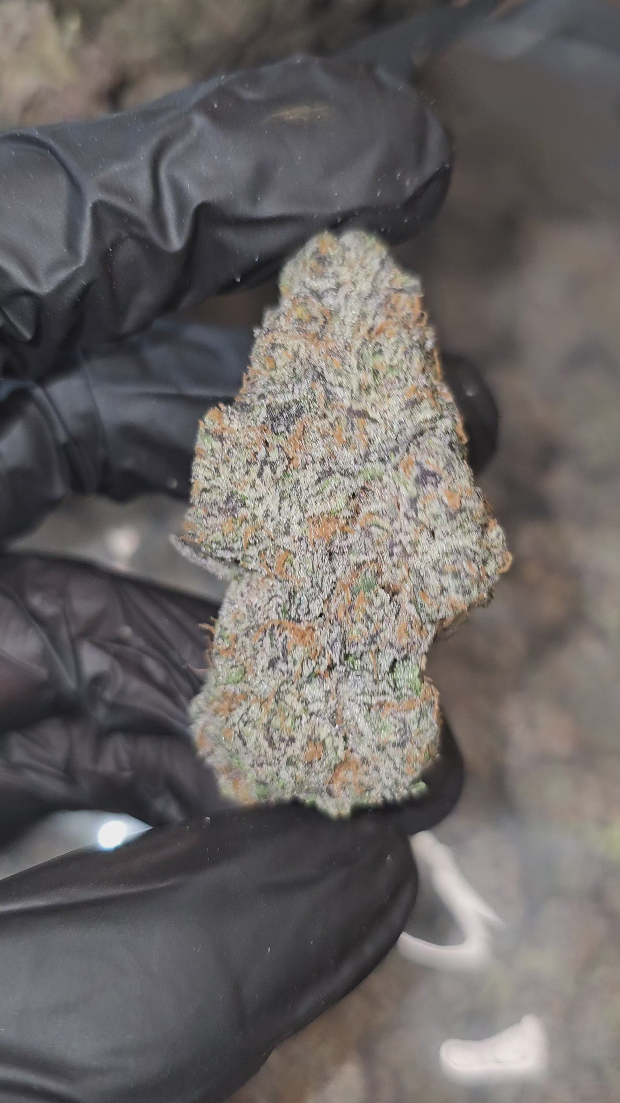 Load video: King&#39;s Cake | First Cut Exotics | Flower