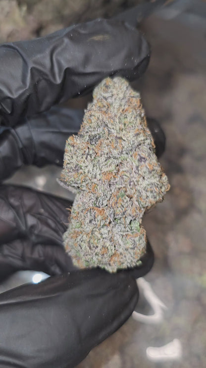 King's Cake | First Cut Exotics | Flower