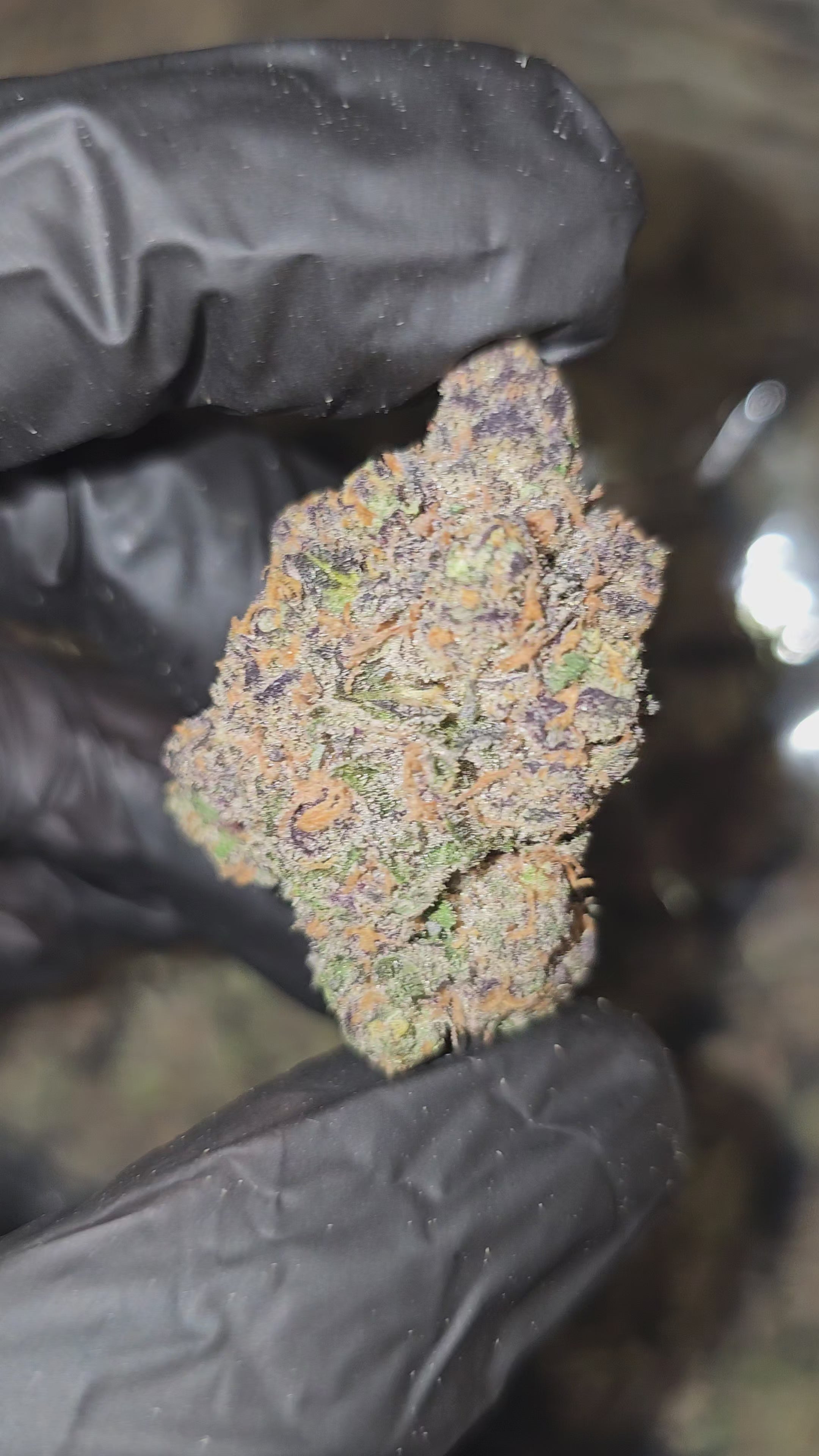 Cream Smoothie | First Cut Exotics | Flower | ON SALE