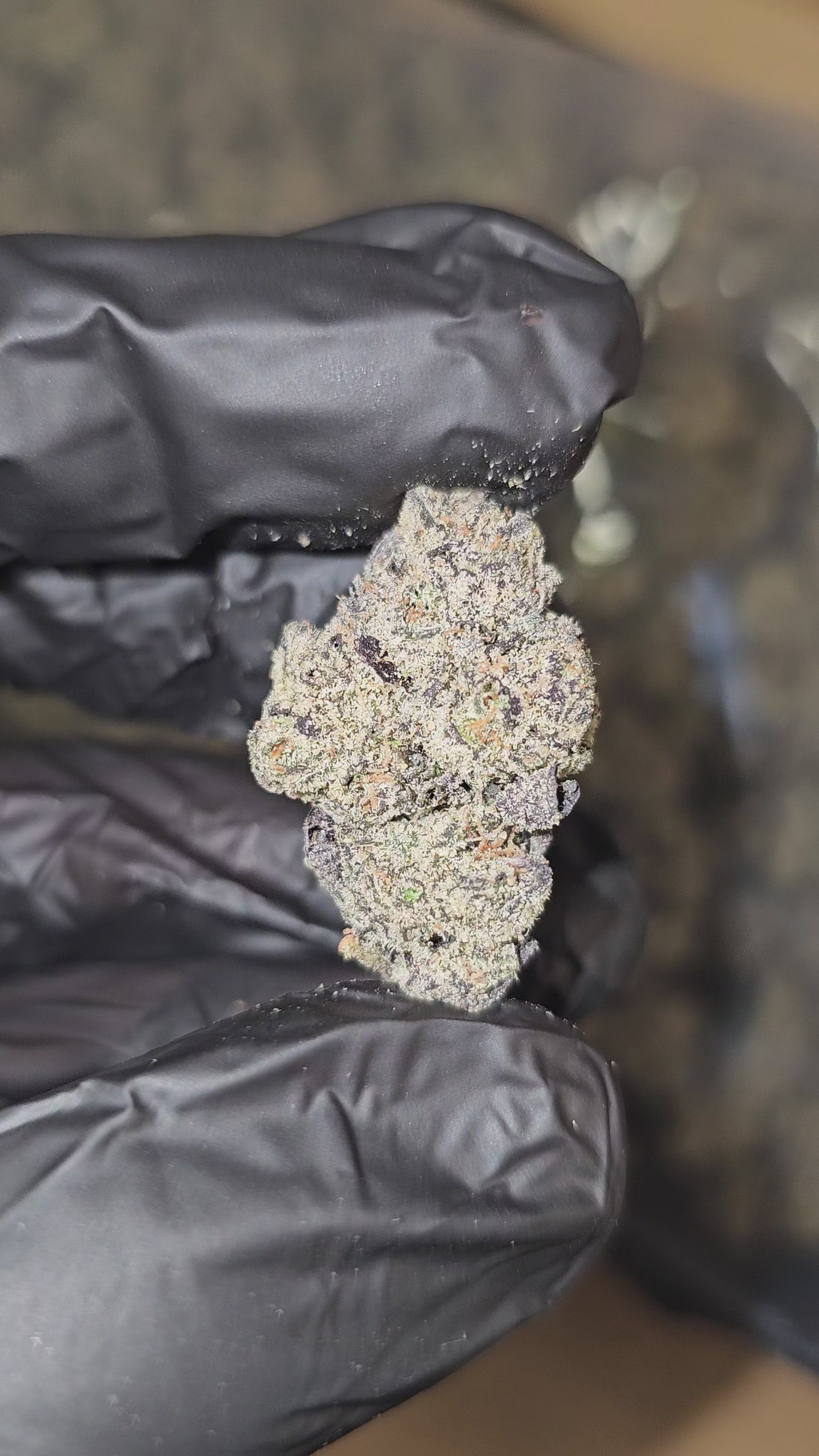 Load video: Cola Zlurpee | Boutique Exotics | Flower | 34% | On Sale - Members Only