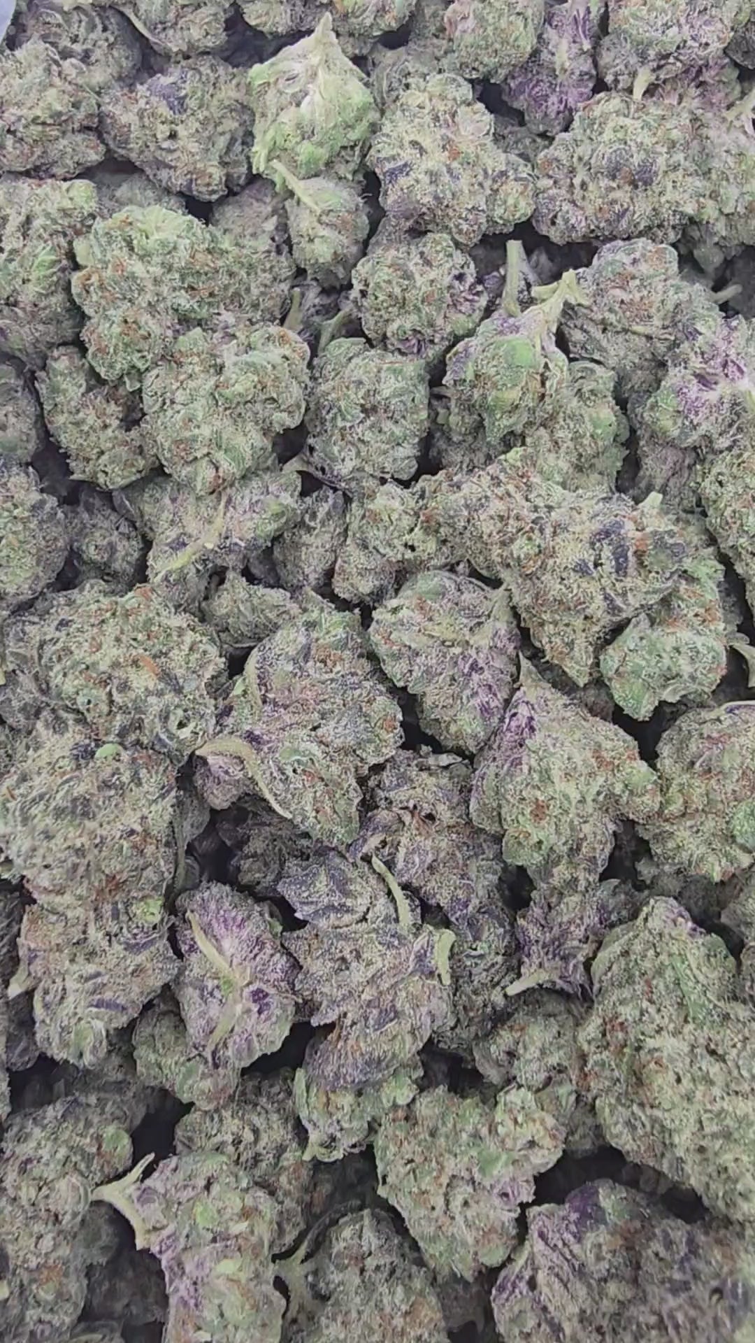 Load video: Shadow Cookies | Boutique Exotics | Flower