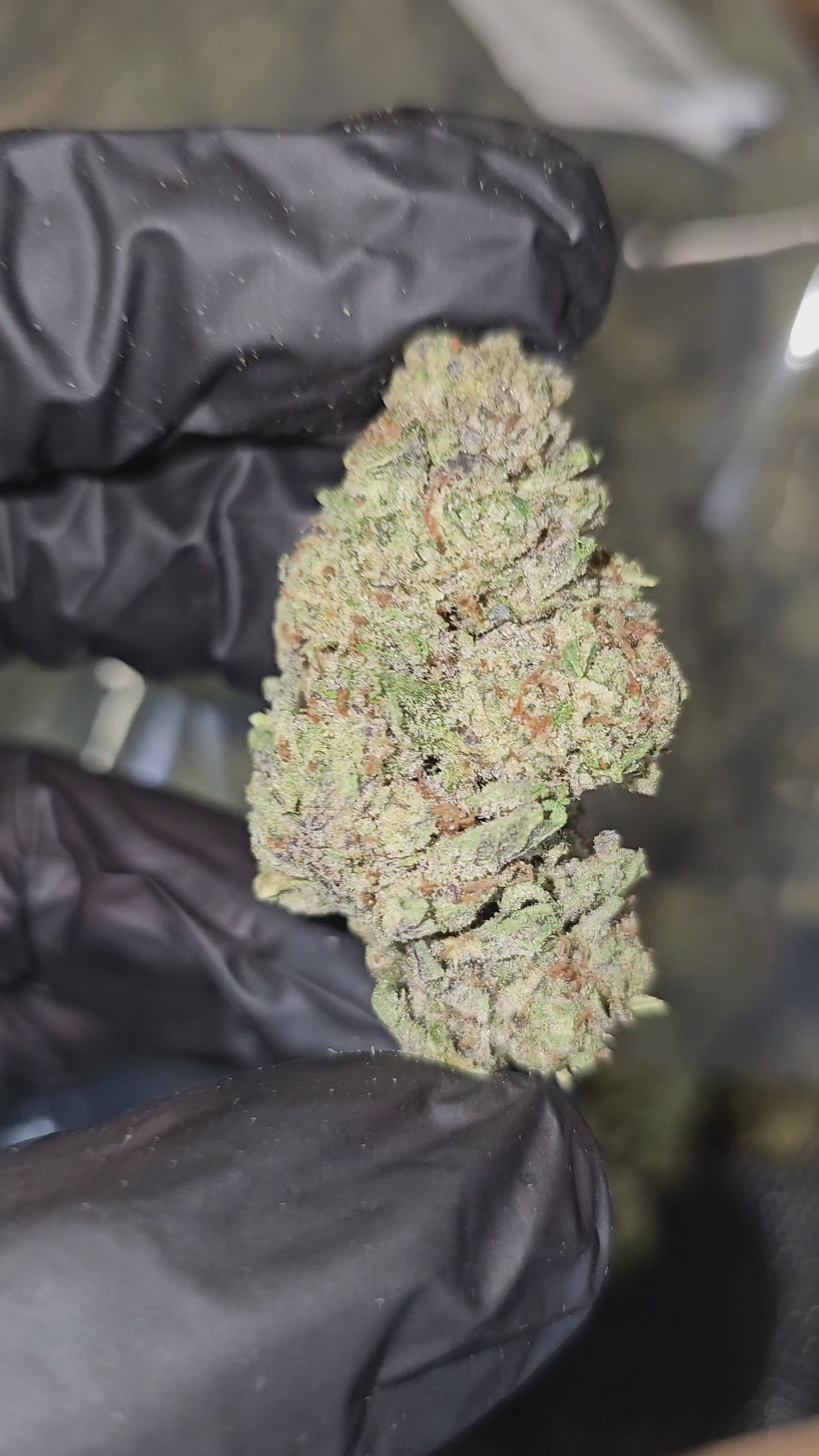 Load video: Lemonatti | Top Shelf | Flower | On Sale