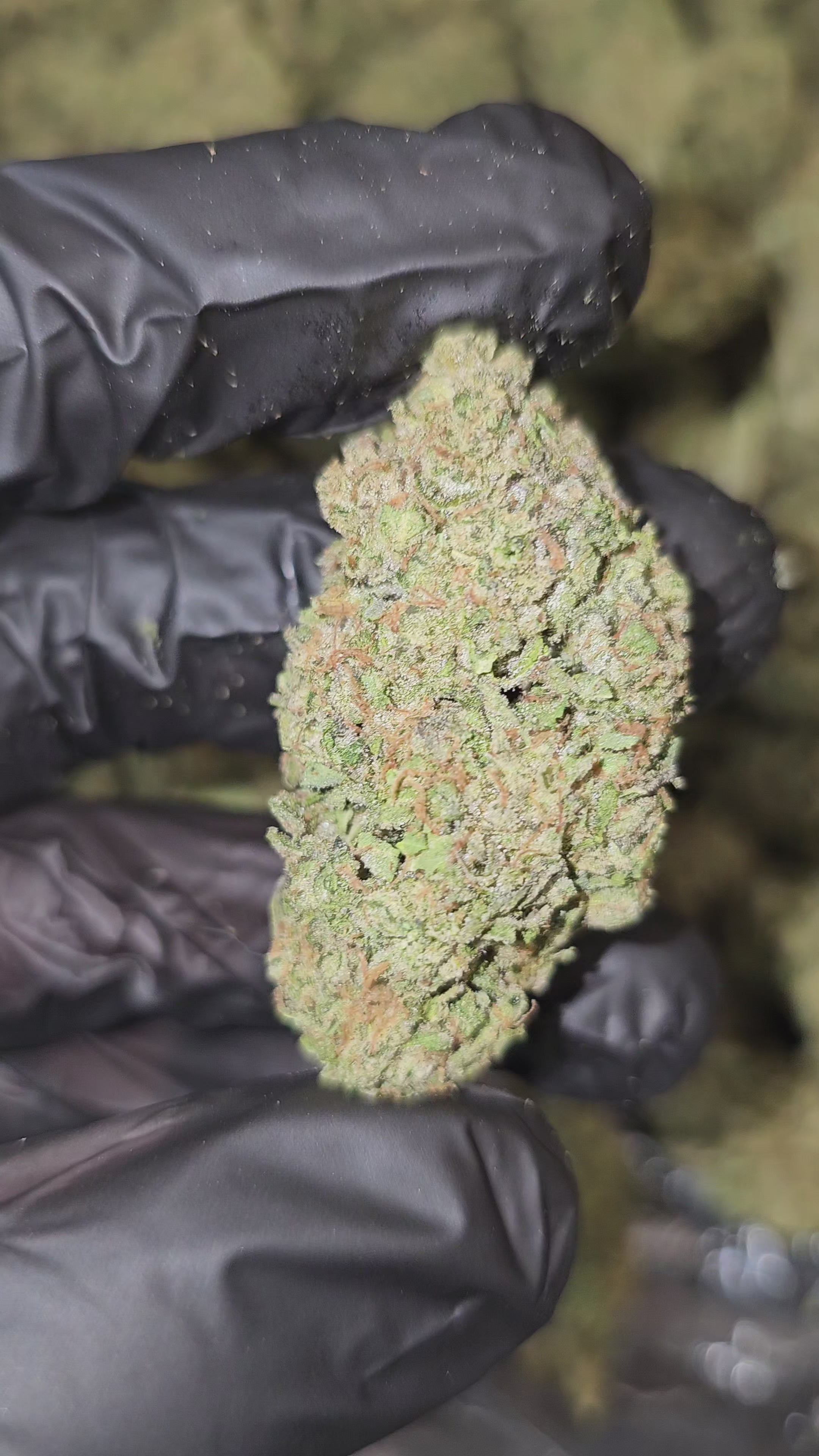 Load video: Pie Zookies | Top Shelf | Flower | ON SALE