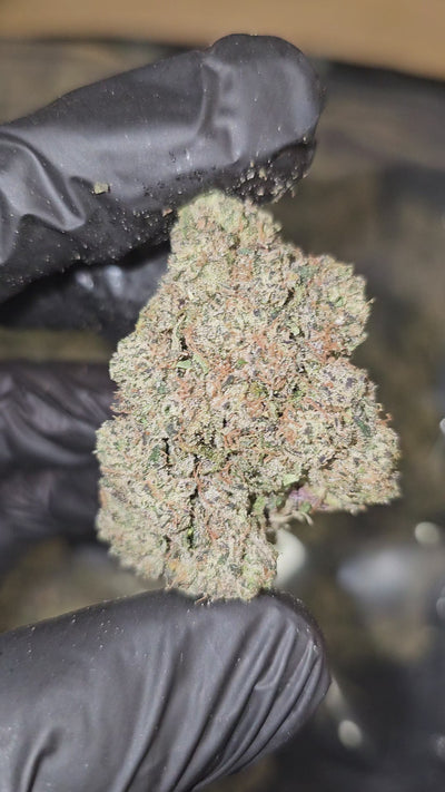 Blue Toe Jam | First Cut Exotics | Flower | ON SALE