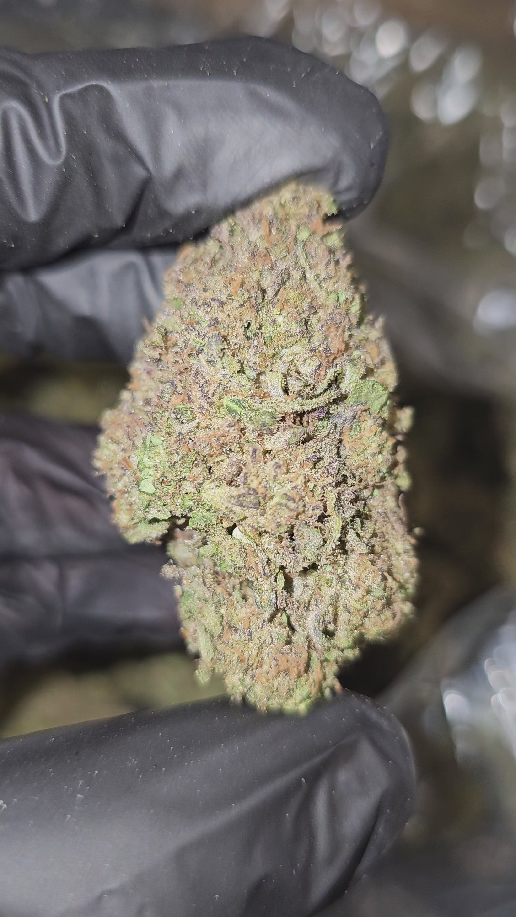 Mule Fuel | Top Shelf | Flower