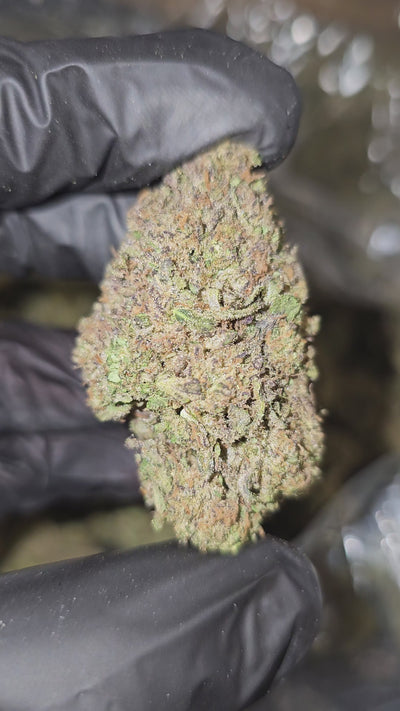 Mule Fuel | Top Shelf | Flower