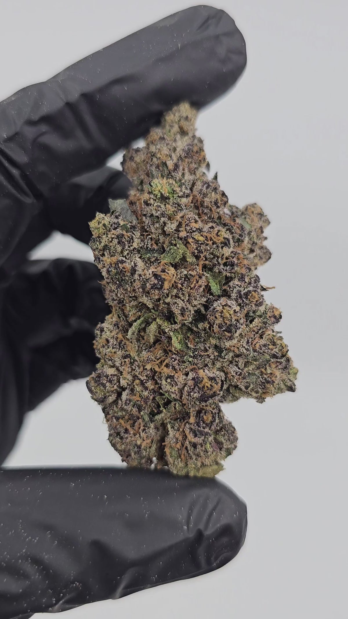 Diesel's Sherb (Sunset Sherbet x Sour Diesel) | First Cut Exclusive Flower